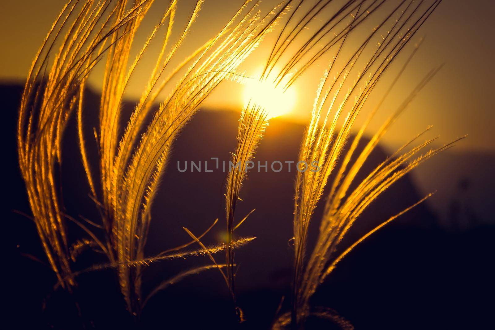 Sunset grass in the background of the sunset field, in the mountains of Altai