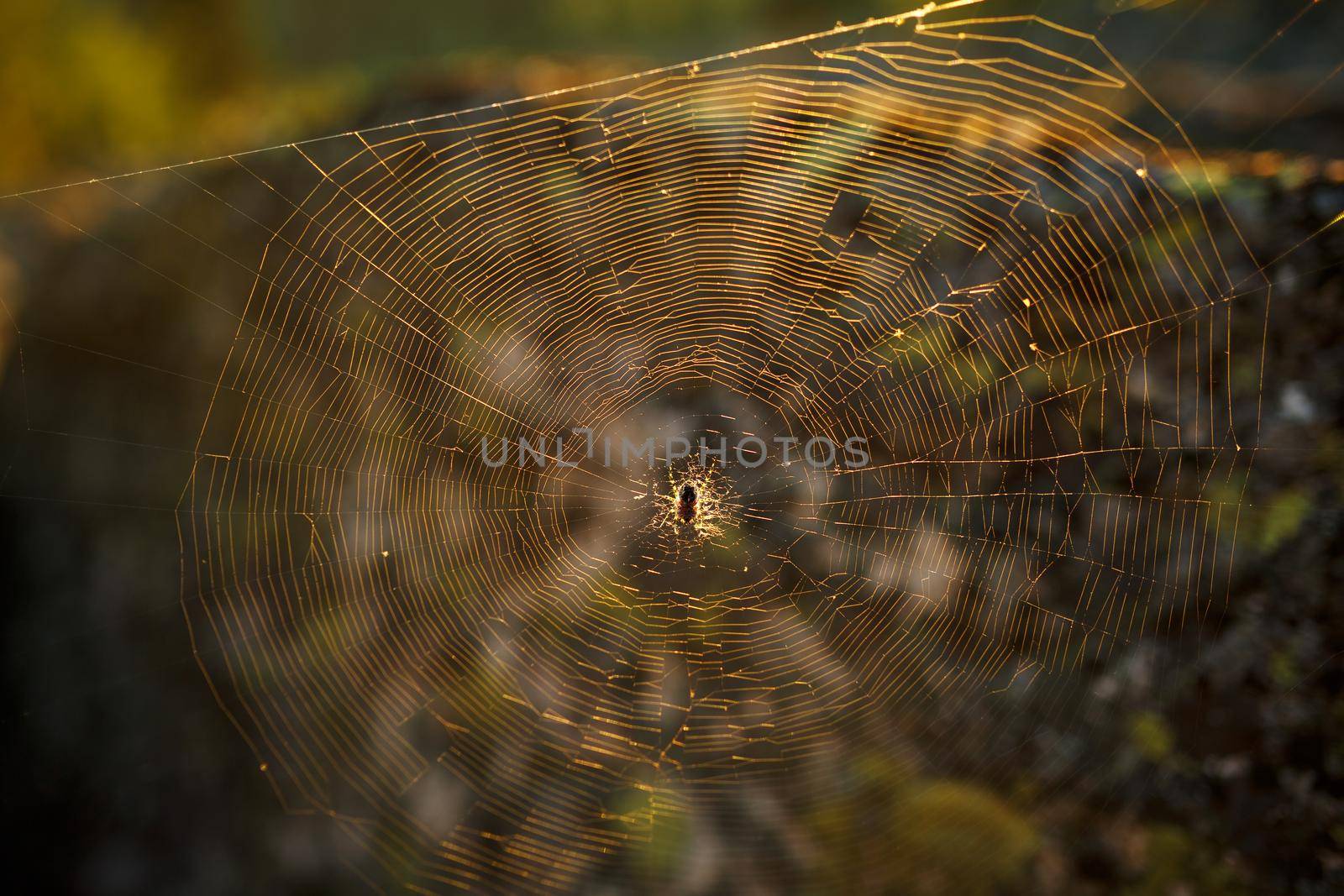 The Great Spider on the web hunts at dawn, the sunset in golden sunlight. Forest area on the rocks