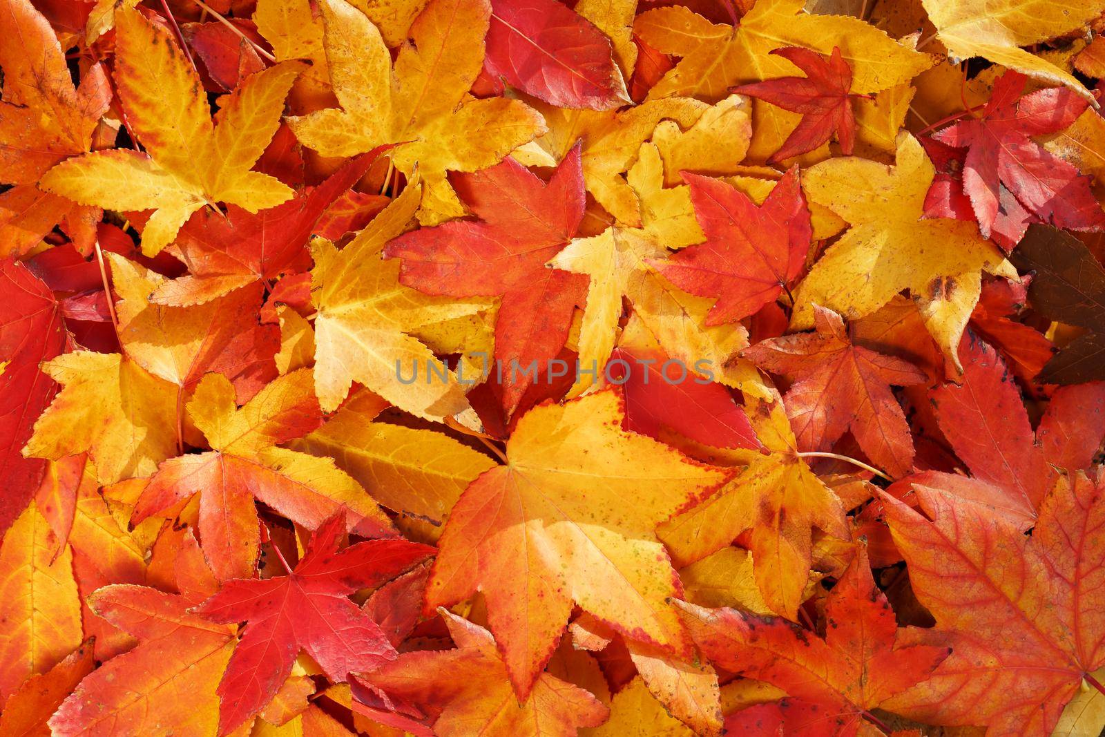 Bright, warm autumn foliage of yellow color on the earth in sunny weather. Warm autumn day texture, backgroundAutumn foliage, old orange maple leaves, dry foliage of trees, soft focus, autumn season, nature change, bright soft sunlight