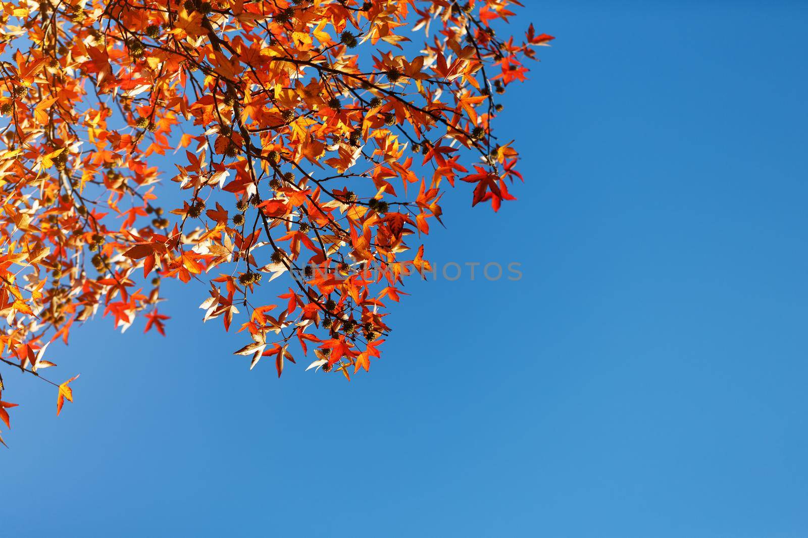Autumn foliage, old orange maple leaves, dry foliage of trees, soft focus, autumn season, nature change, bright soft sunlight by AlexGrec