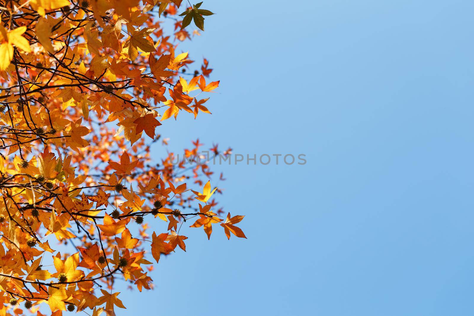 Autumn foliage, old orange maple leaves, dry foliage of trees, soft focus, autumn season, nature change, bright soft sunlight by AlexGrec