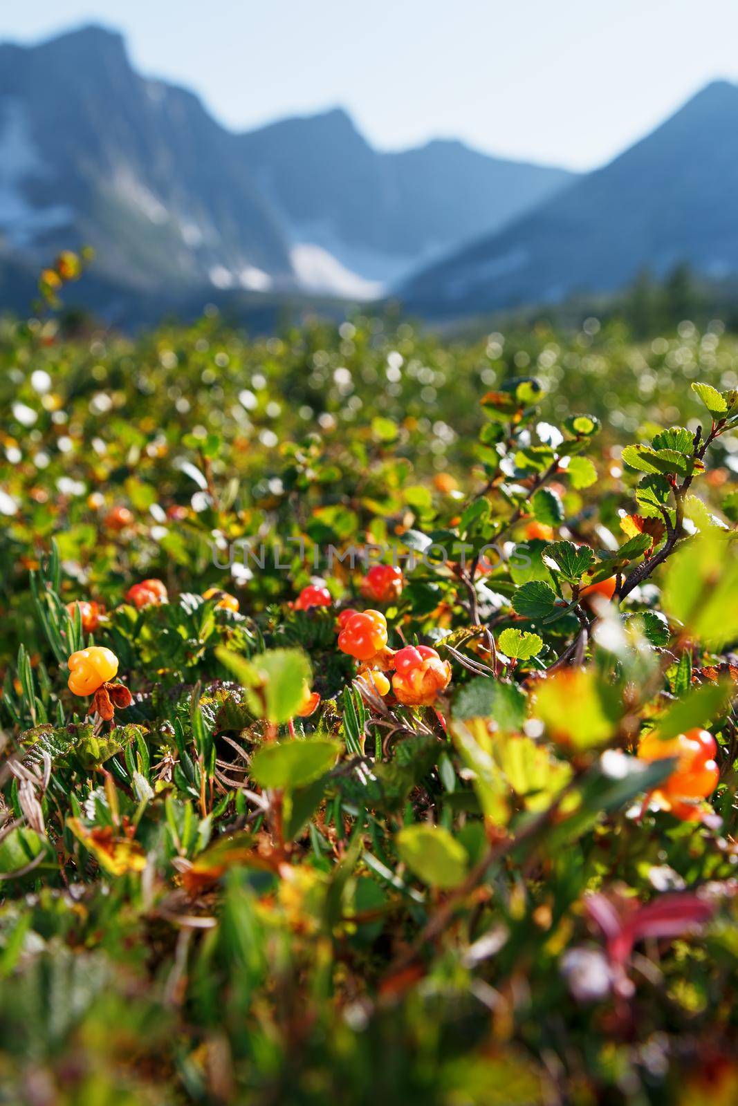 Cloudberry grows in the forest. North Karelia. by AlexGrec