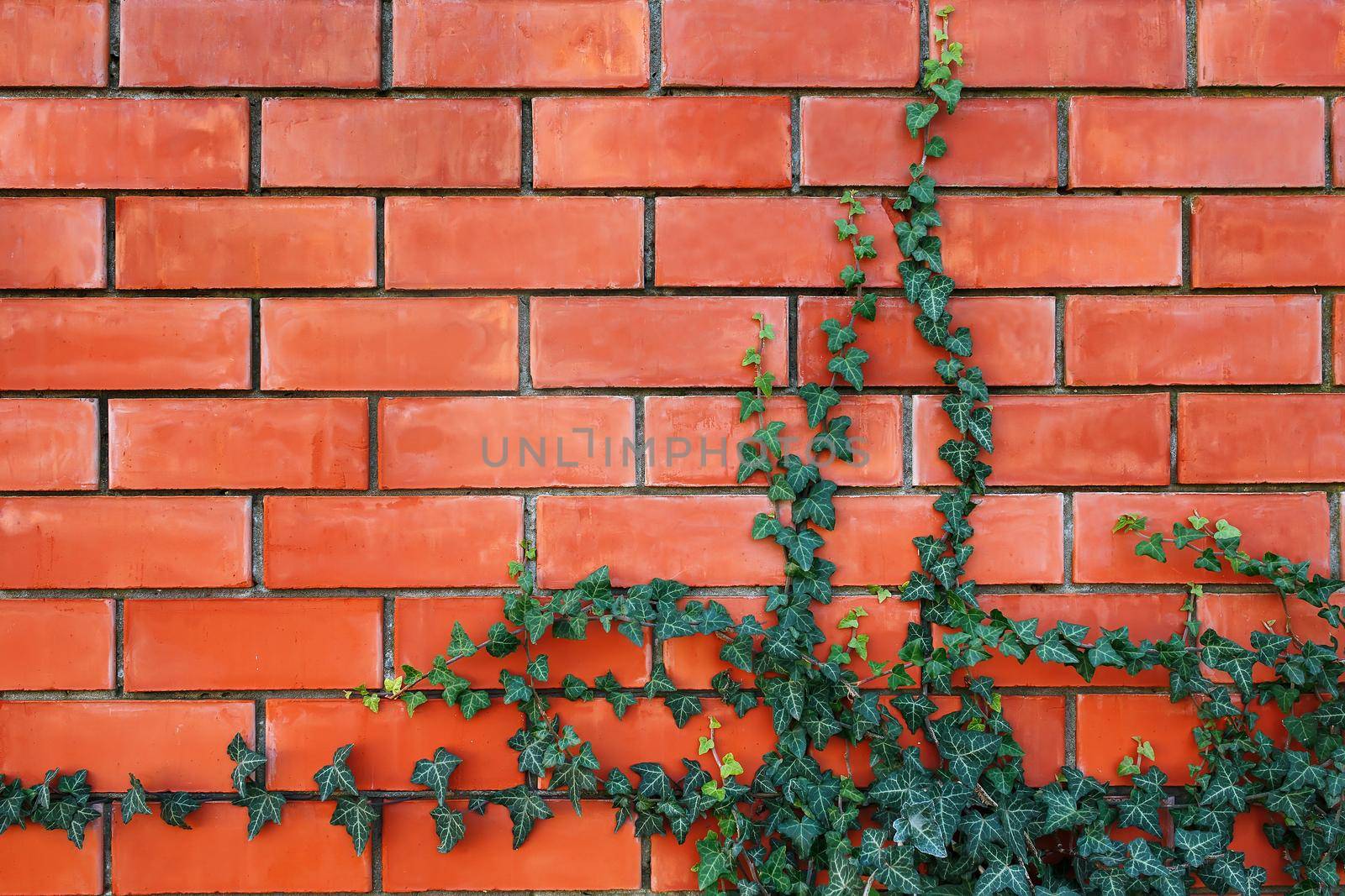 ivy plant on a red brick wall. Background