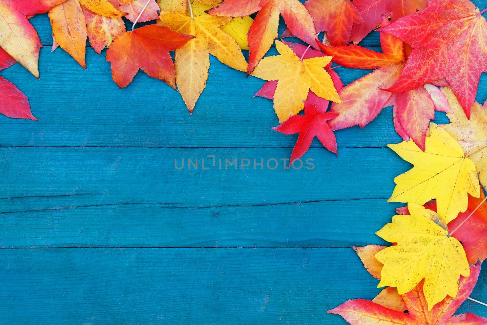 Autumn leaves on a wooden background of blue color, around the perimeter of the frame. Autumn frame for your idea and text. In the fall, the fallen dry leaves of yellow, red, orange color lined around the perimeter of the frame on an old wooden plank of pale blue. Model of autumn