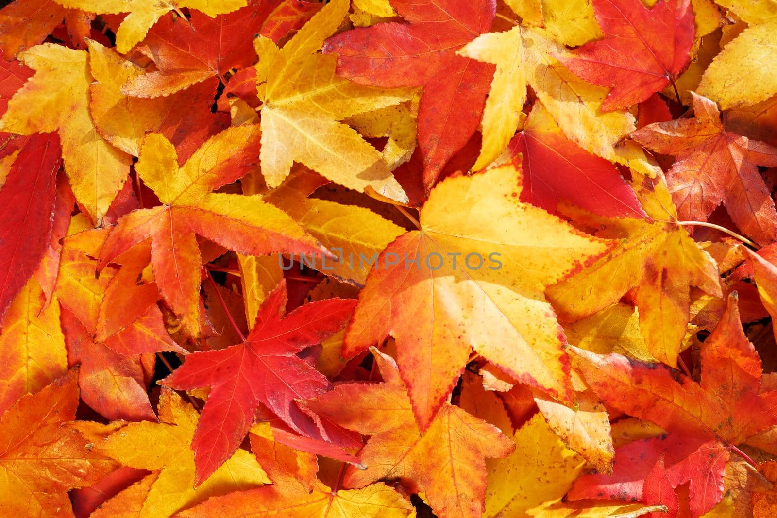 Bright, warm autumn foliage of yellow color on the earth in sunny weather. Warm autumn day texture, backgroundAutumn foliage, old orange maple leaves, dry foliage of trees, soft focus, autumn season, nature change, bright soft sunlight