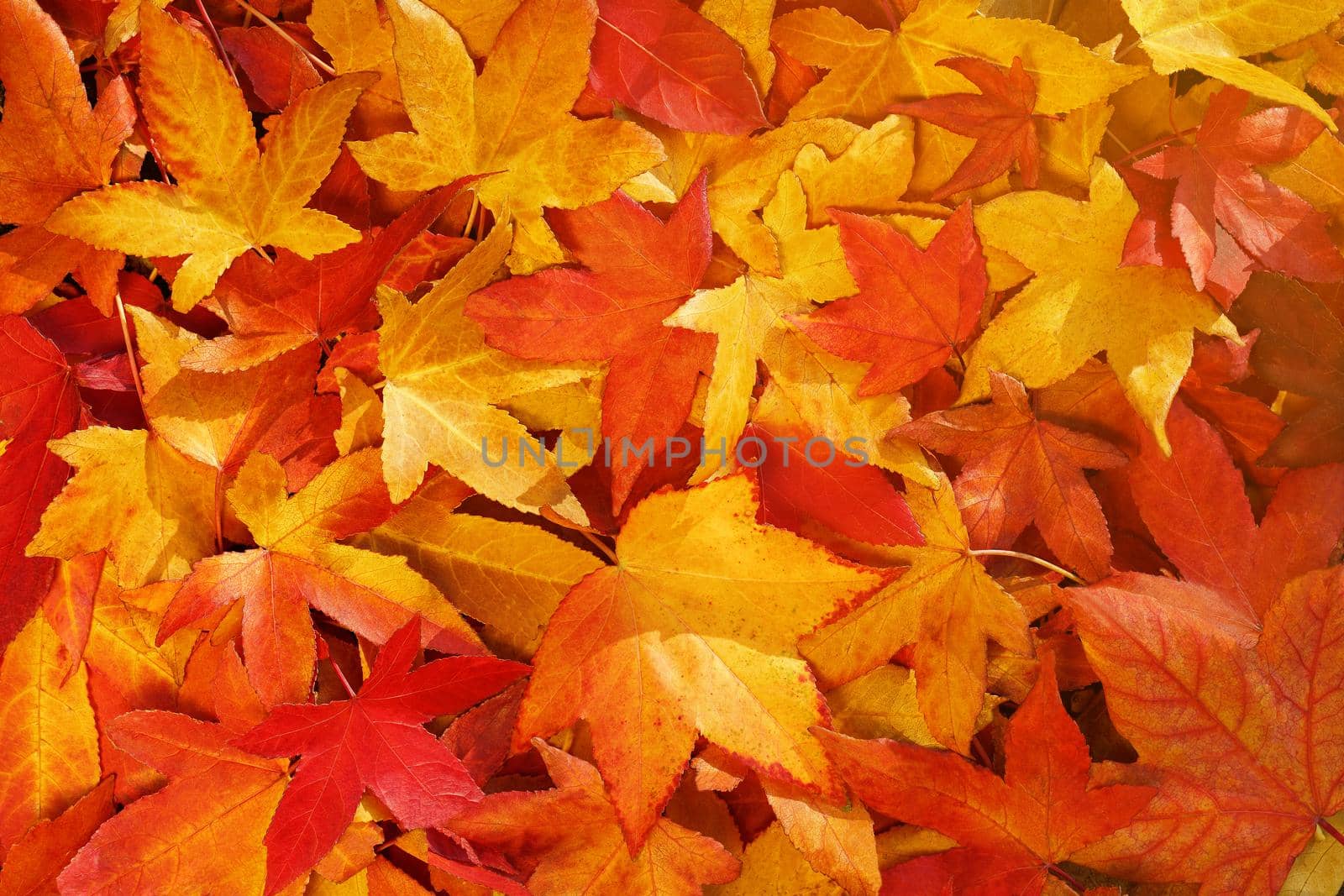 Bright, warm autumn foliage of yellow color on the earth in sunny weather. Warm autumn day background by AlexGrec