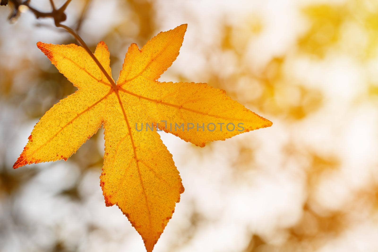 Autumn leaf, old orange maple leaves, dry foliage of trees, soft focus, autumn season, nature change, bright soft sunlight Abstract autumn background.