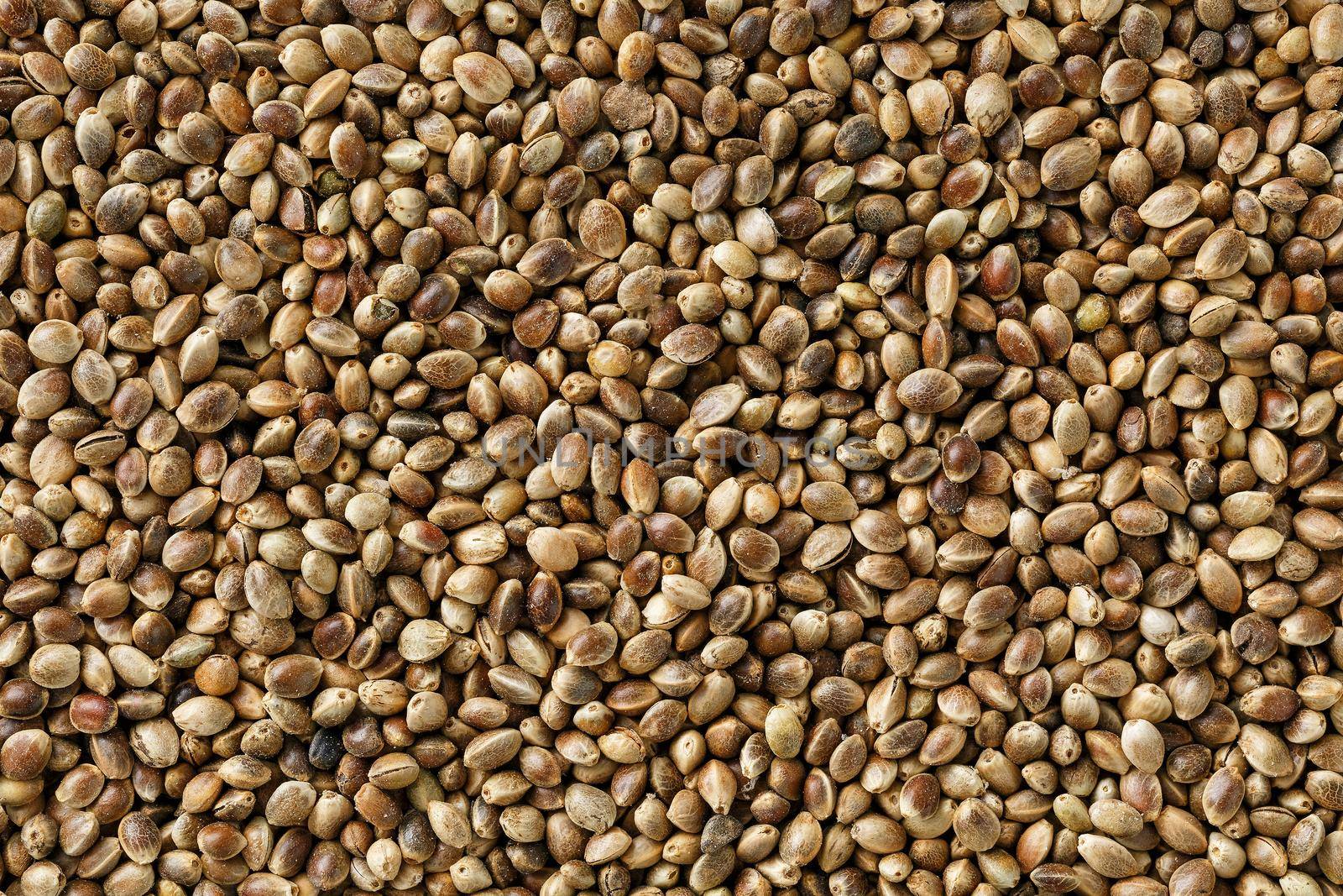 Organic Hemp seeds. Close up. Space for text