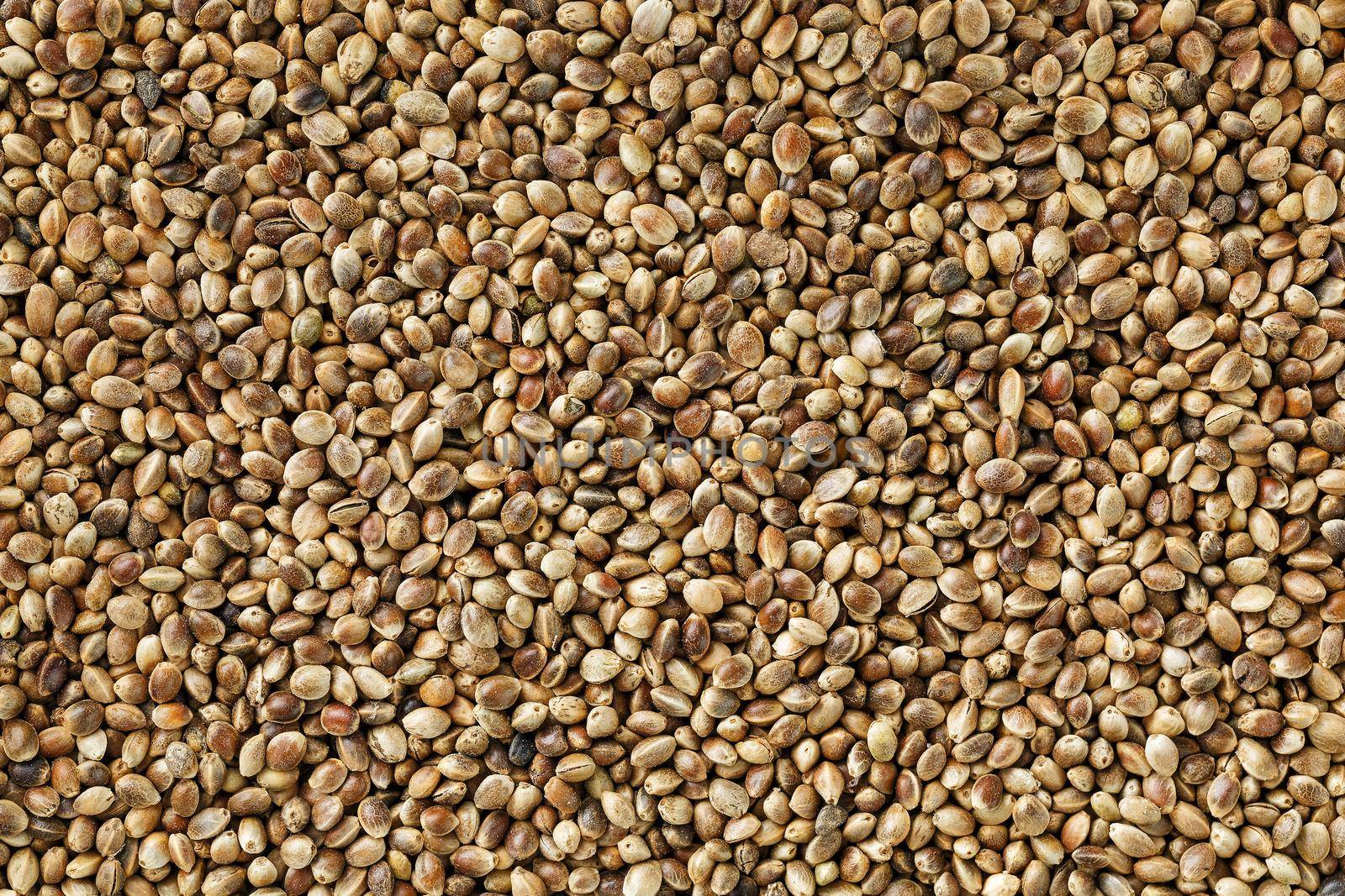 Organic Hemp seeds. Close up. Space for text