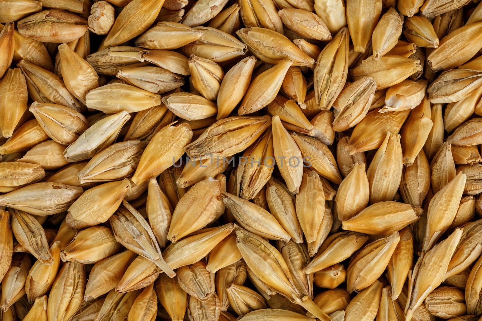 A pile of pearl barley grains, vegetarian food, golden seeds