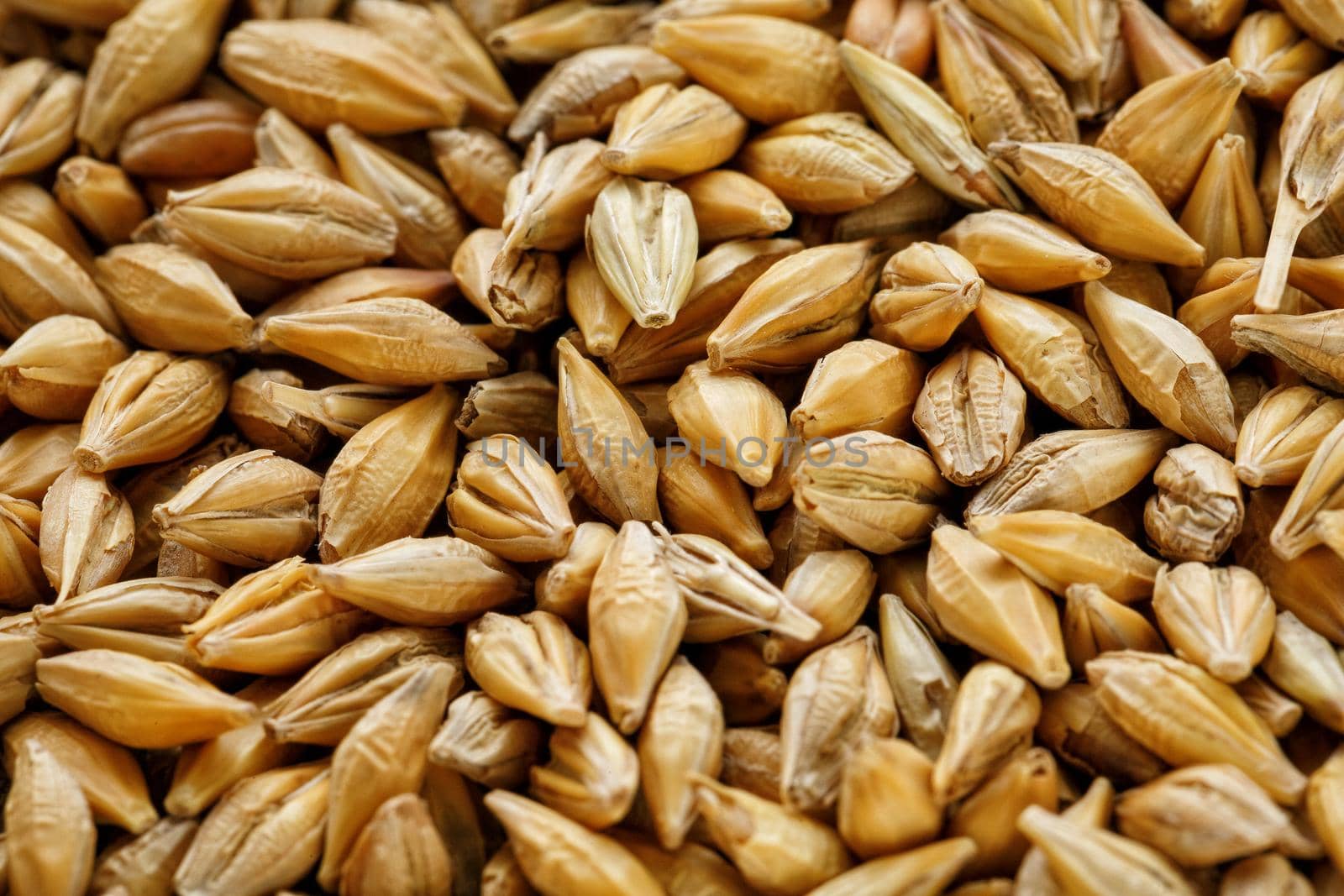 A pile of pearl barley grains, vegetarian food, golden seeds