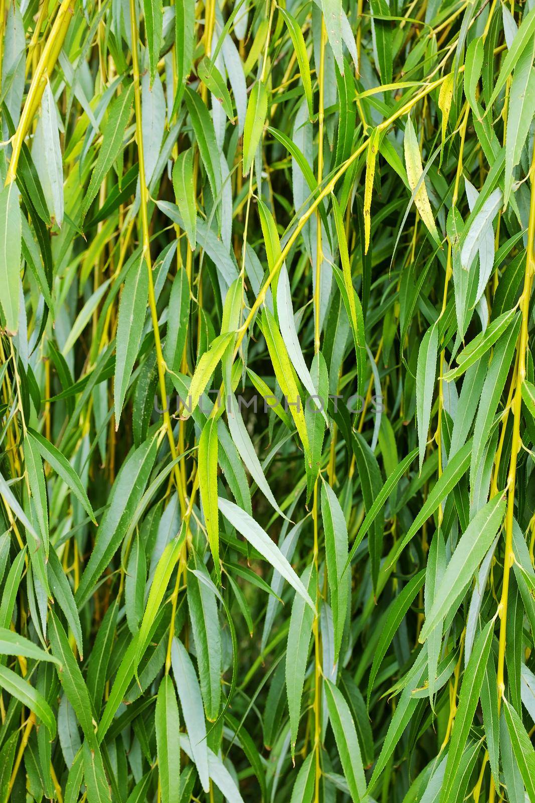 Weeping willow background, weeping willow foliage. Green foliage background.