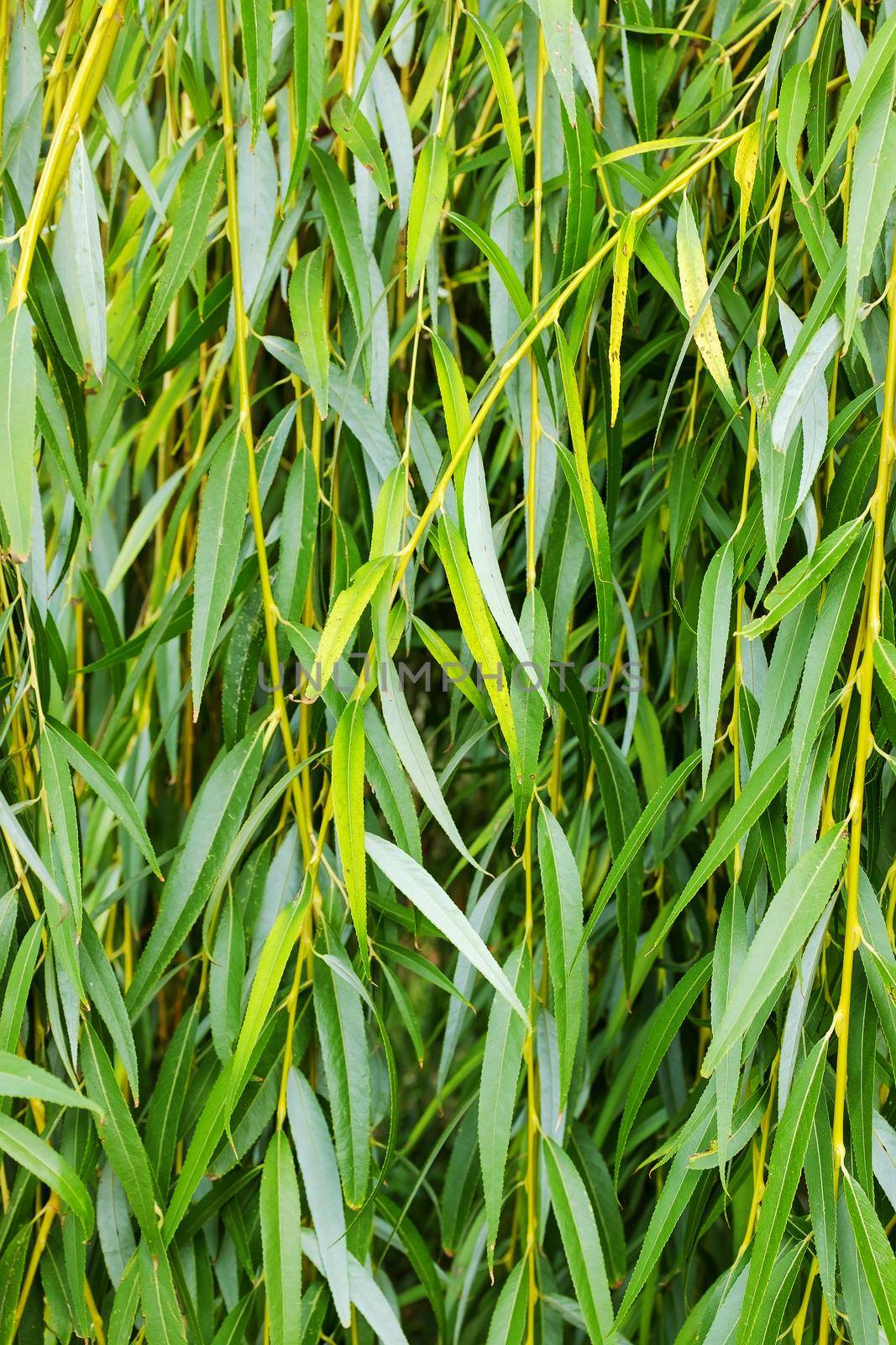 Weeping willow background, weeping willow foliage. Green foliage by AlexGrec