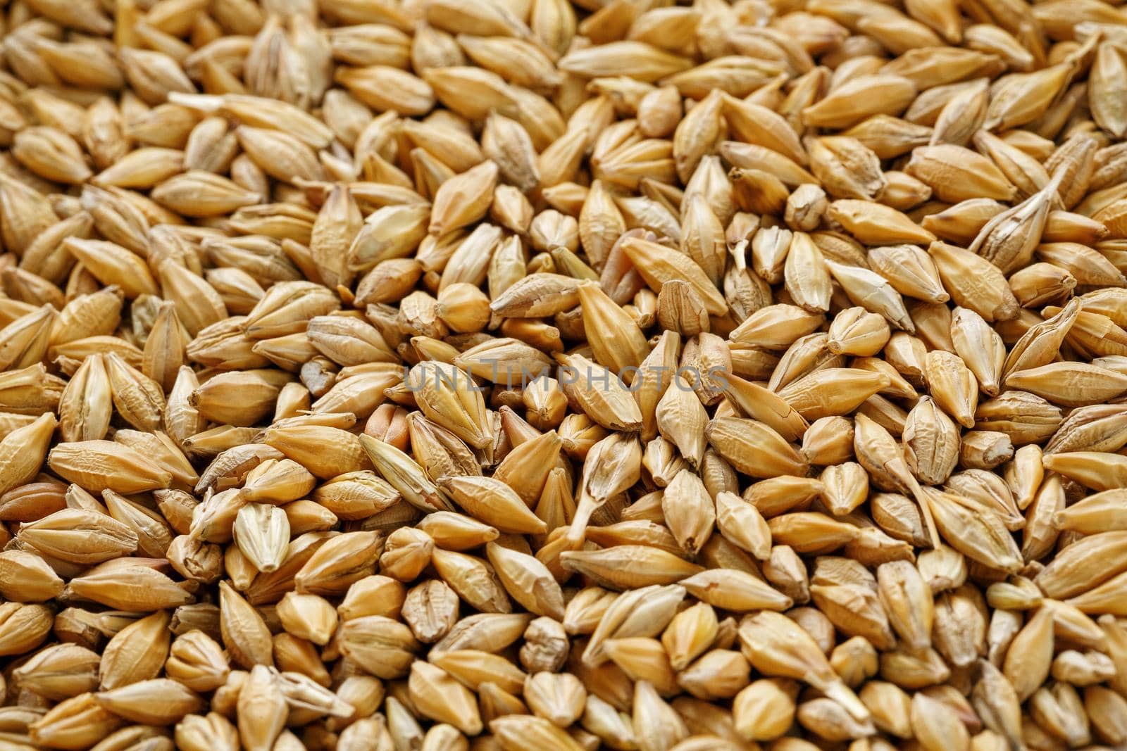 A pile of pearl barley grains, vegetarian food, golden seeds