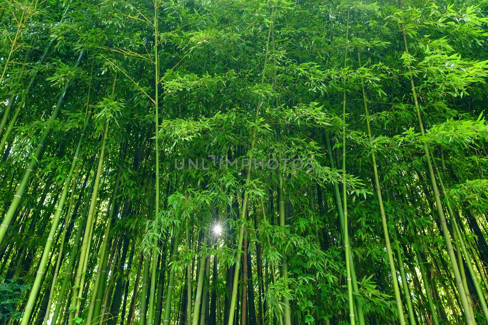 Green bamboo leaves background material. Bamboo forest