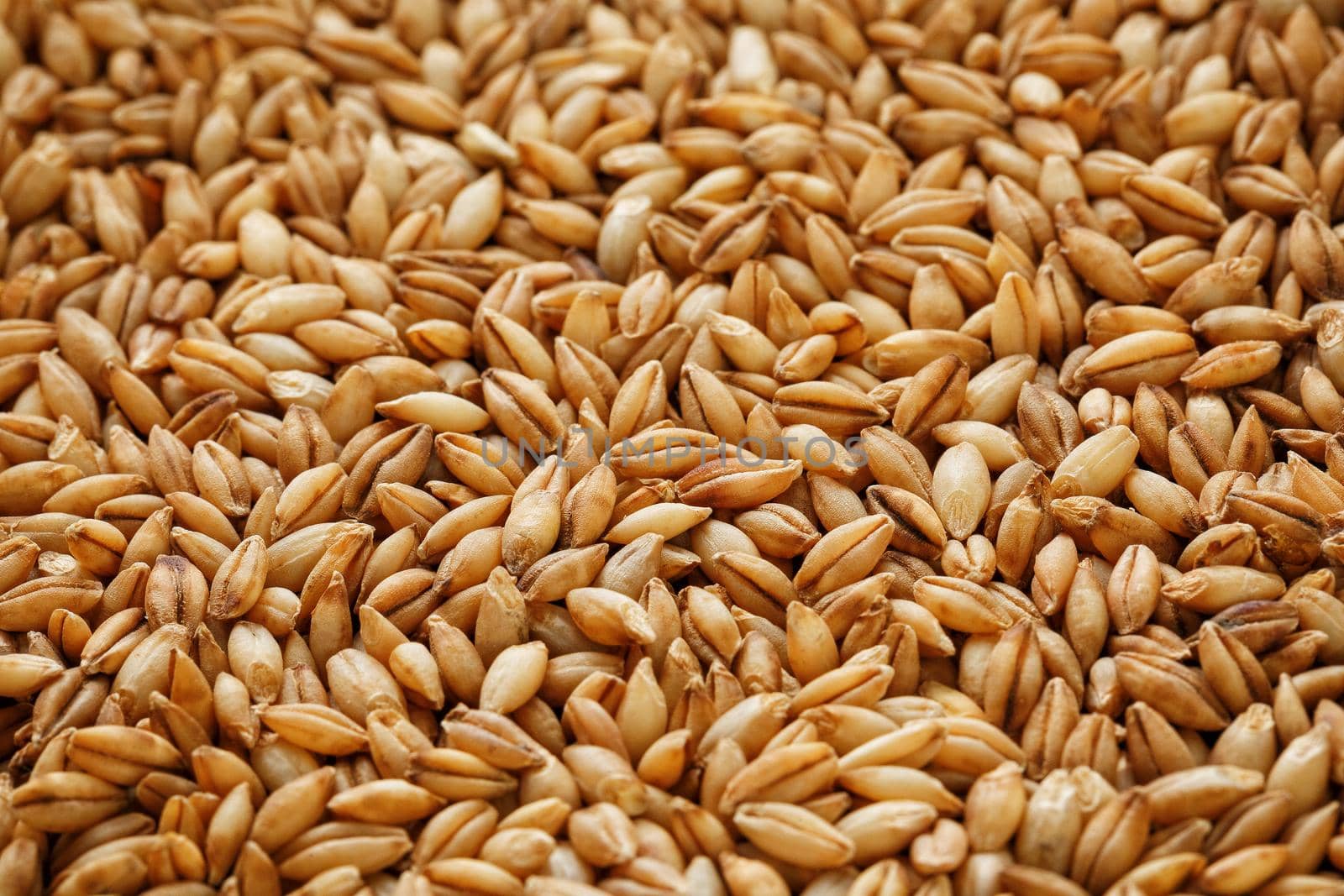 A pile of pearl barley grains, vegetarian food, golden seeds