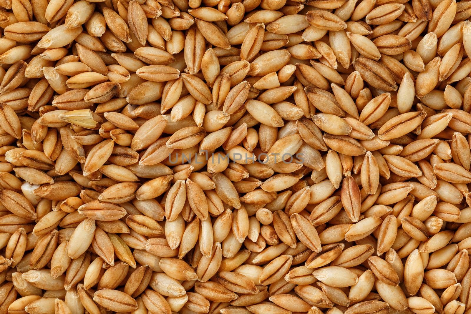 A pile of pearl barley grains, vegetarian food, golden seeds