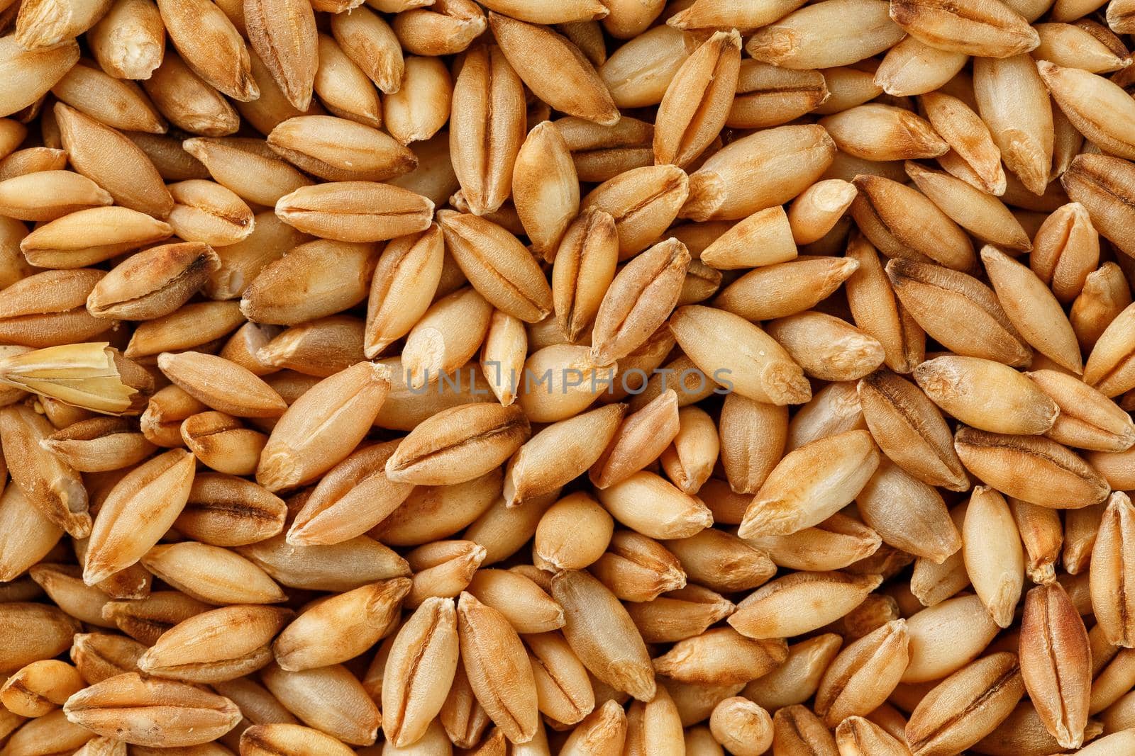 A pile of pearl barley grains, vegetarian food, golden seeds