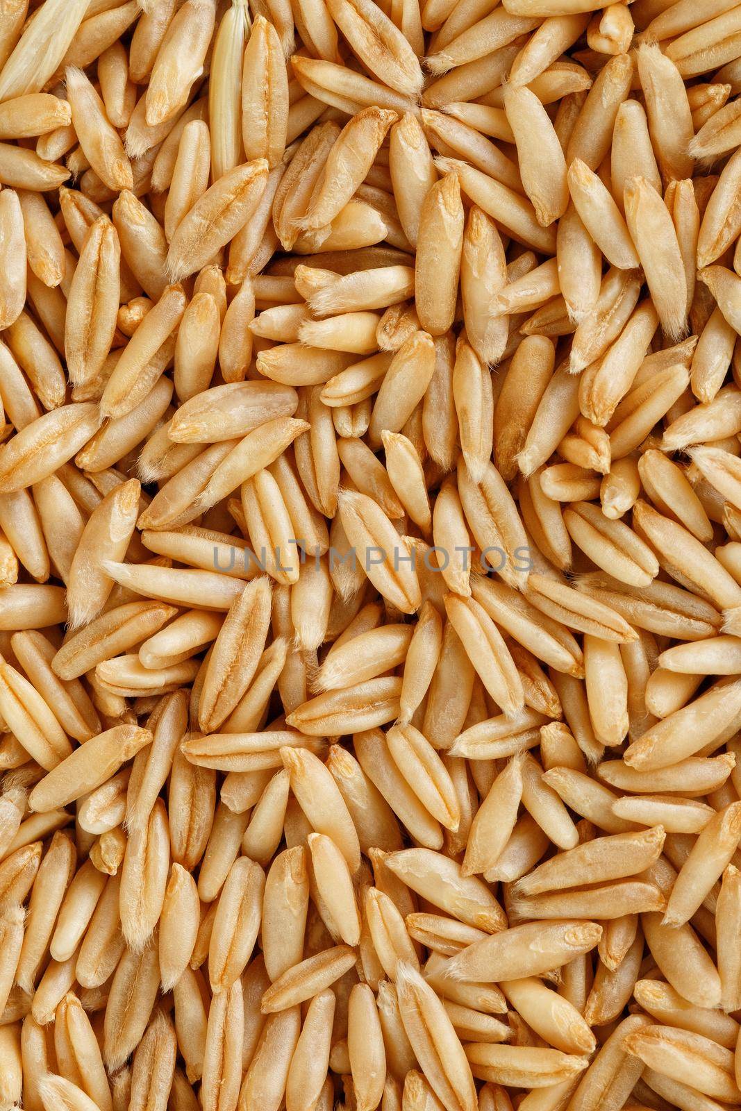 natural oat grains background, closeup, vegetarian food