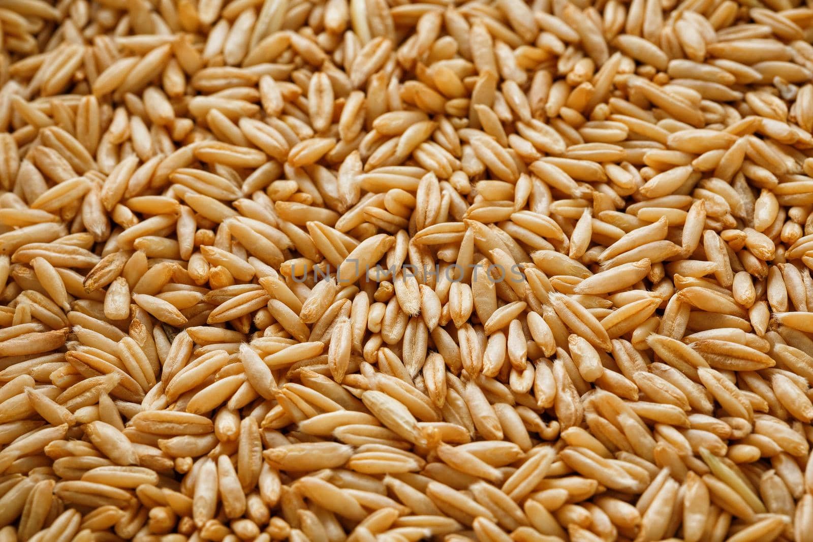 natural oat grains background, close up. Gold grain. by AlexGrec