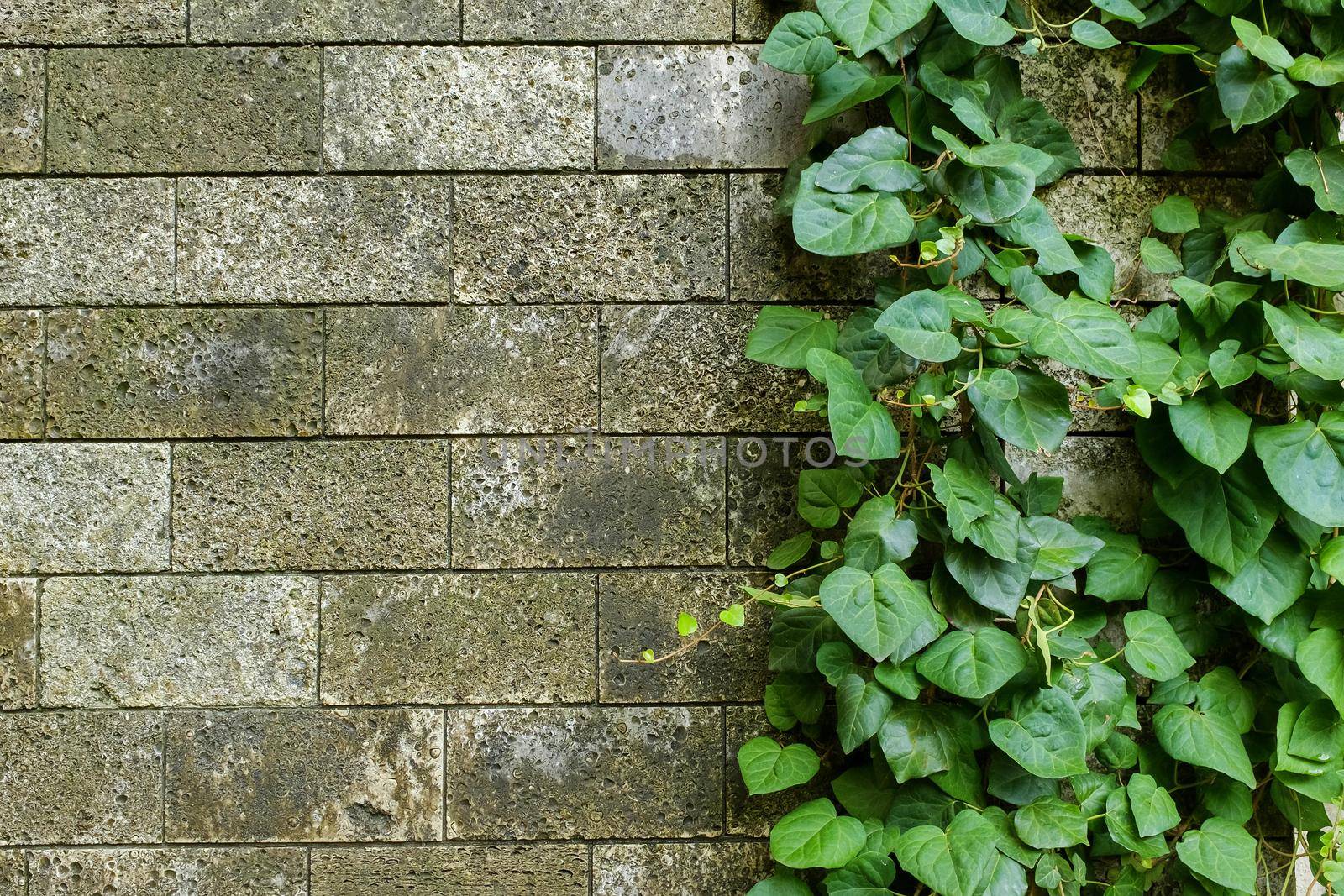Damaged rustic wall half covered by Common Ivy. Also known as Hedera helix, English ivy or European ivy. With copy space