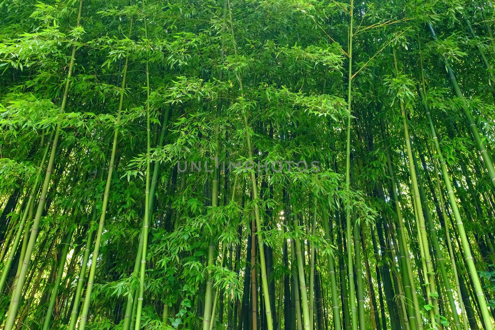 Green bamboo leaves background material. Bamboo forest. by AlexGrec