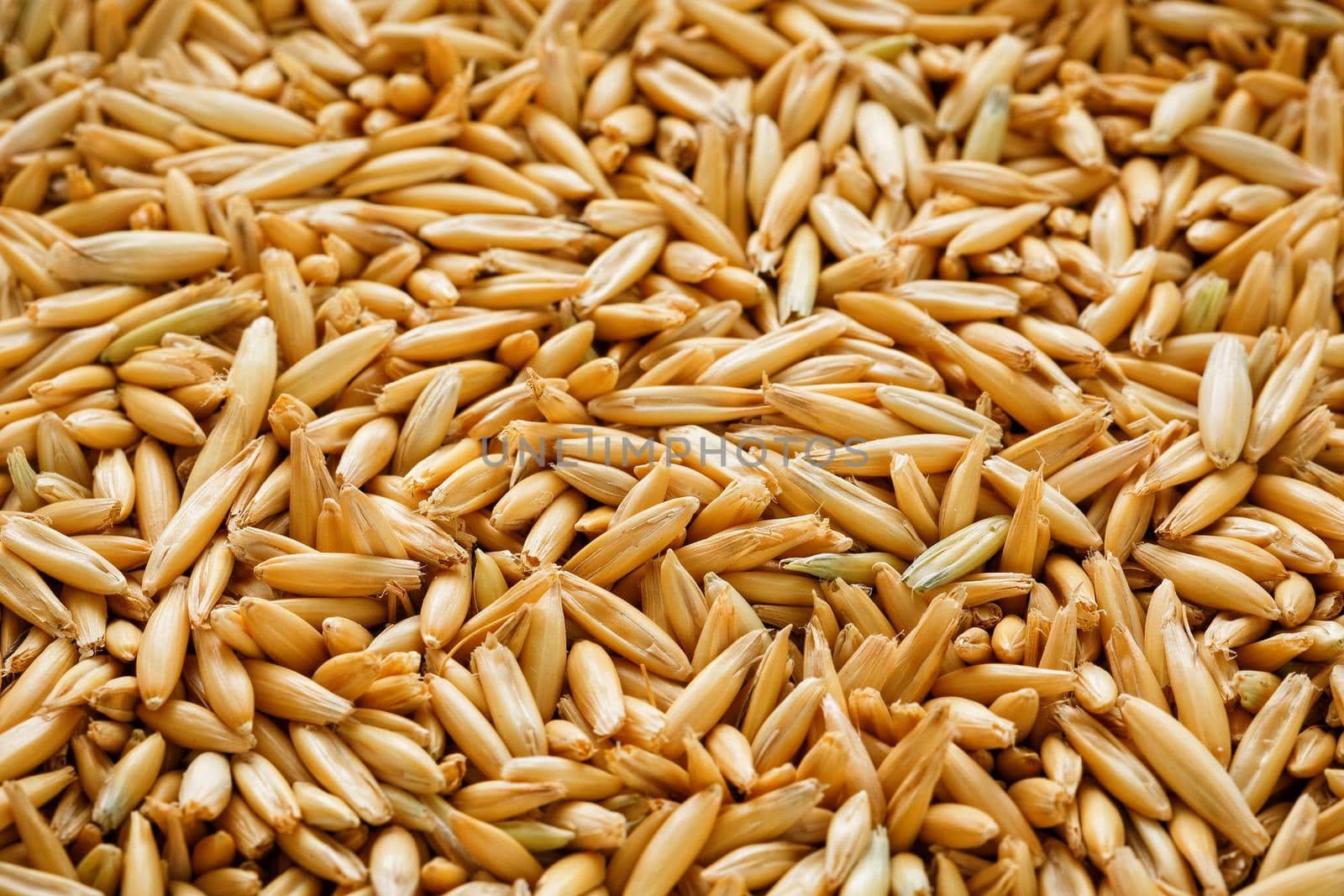 natural oat grains background, closeup, vegetarian food