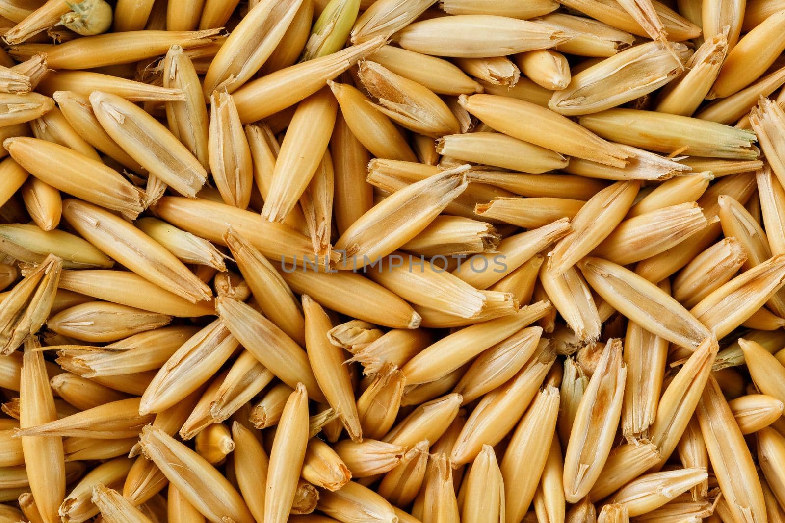 natural oat grains background, close up. Gold grain. by AlexGrec