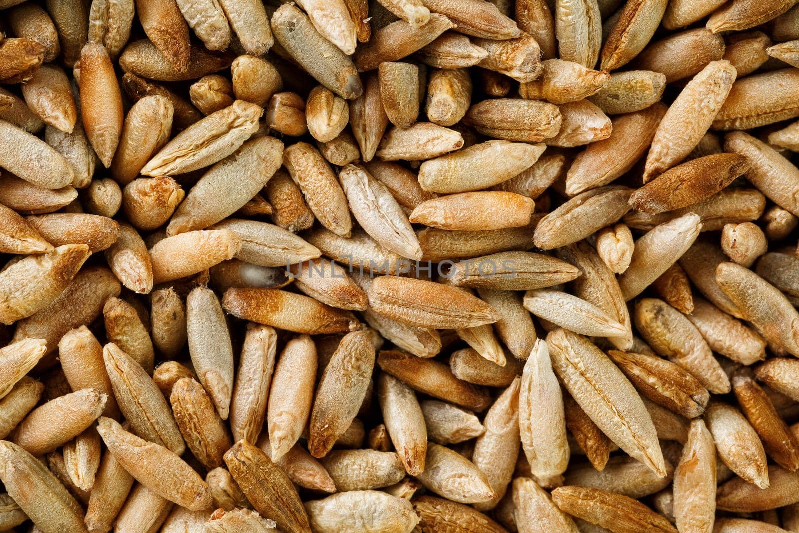 Natural oat grains background, closeup, vegetarian food