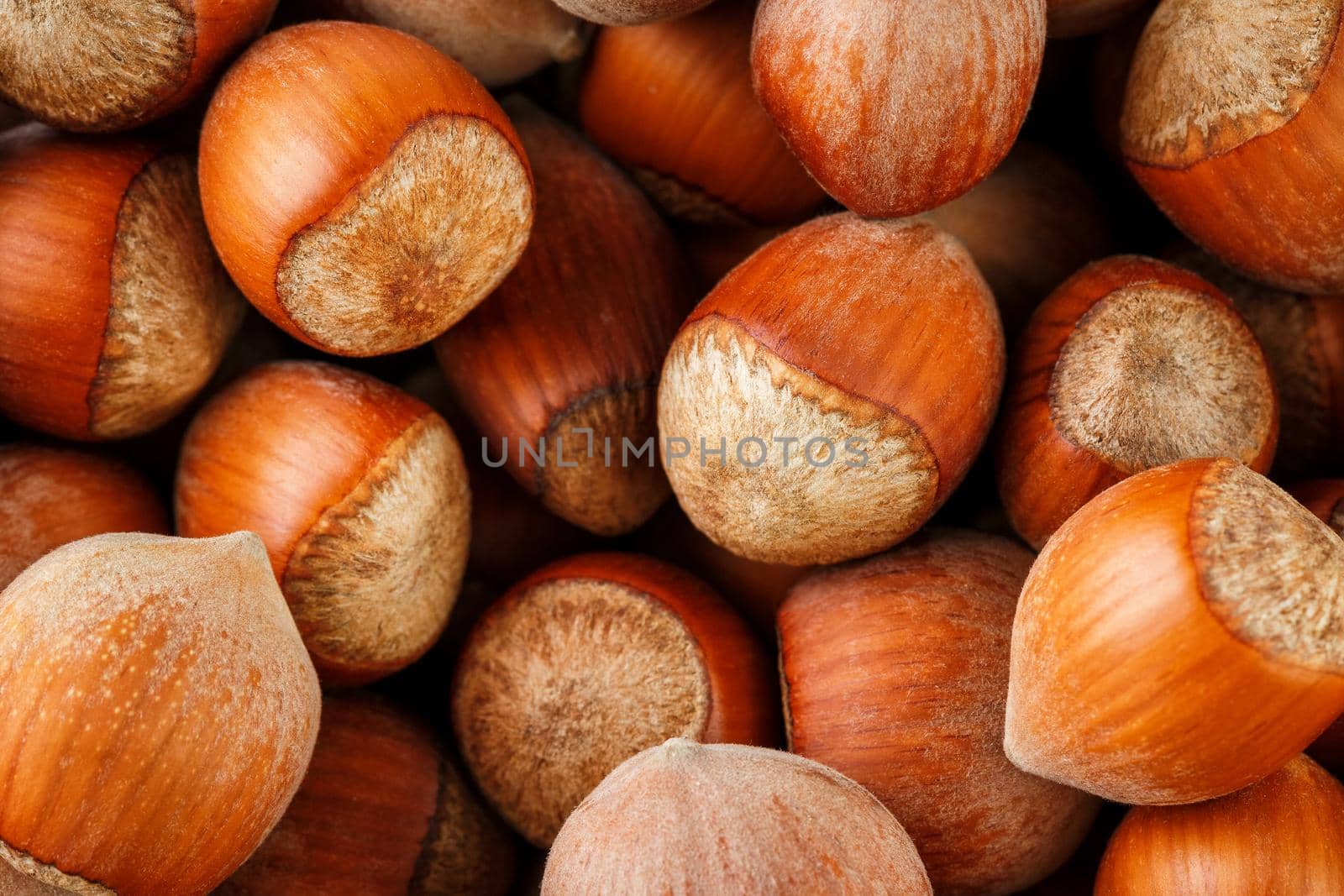 Dried unshelled hazelnuts seeds of Whole nuts as background. Hazelnuts. Stack of hazelnuts. Food background. Hazelnut background. Hazelnuts in shells background