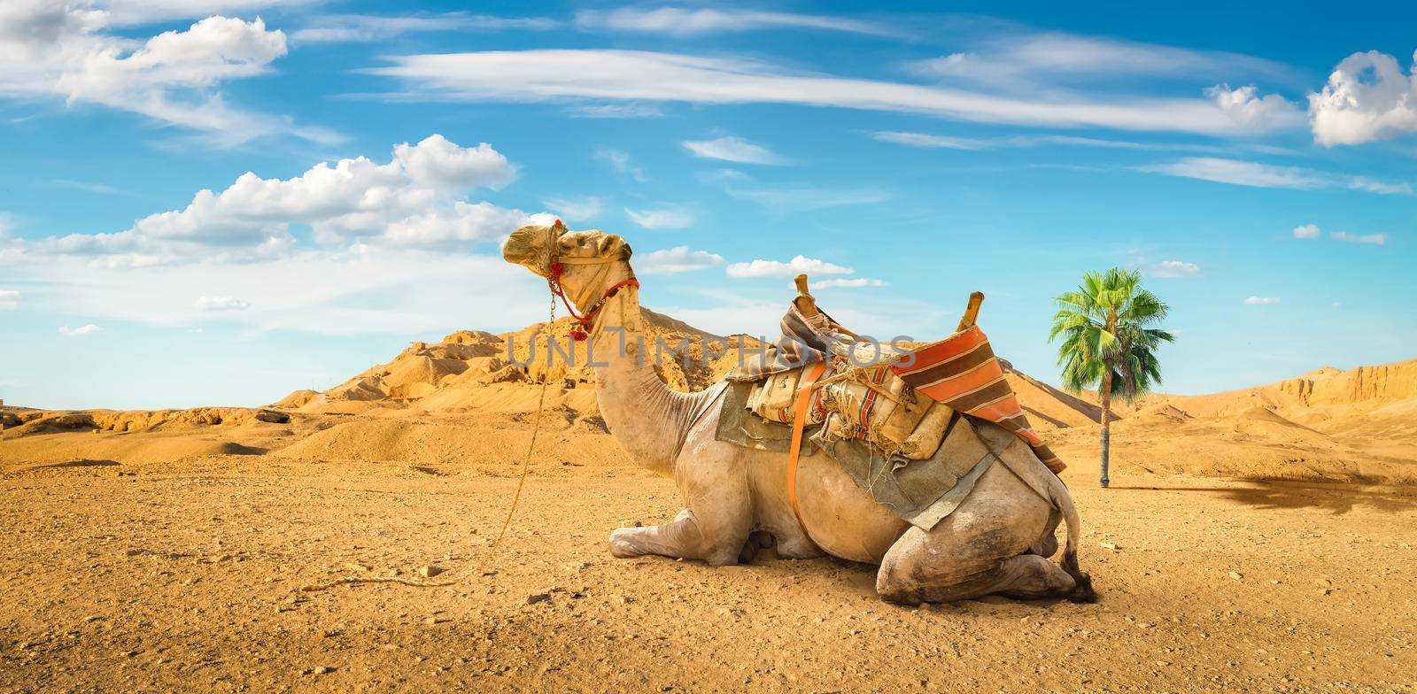 Camel and the desert by Givaga