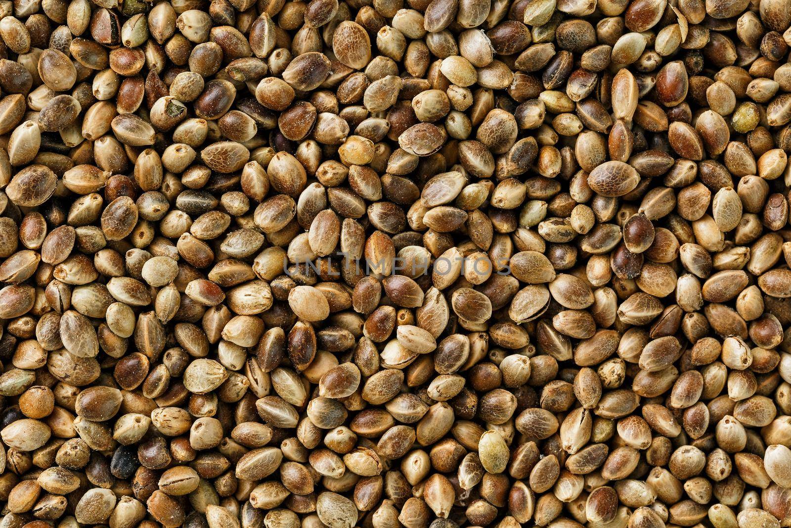 Organic Hemp seeds. Close up. Space for text