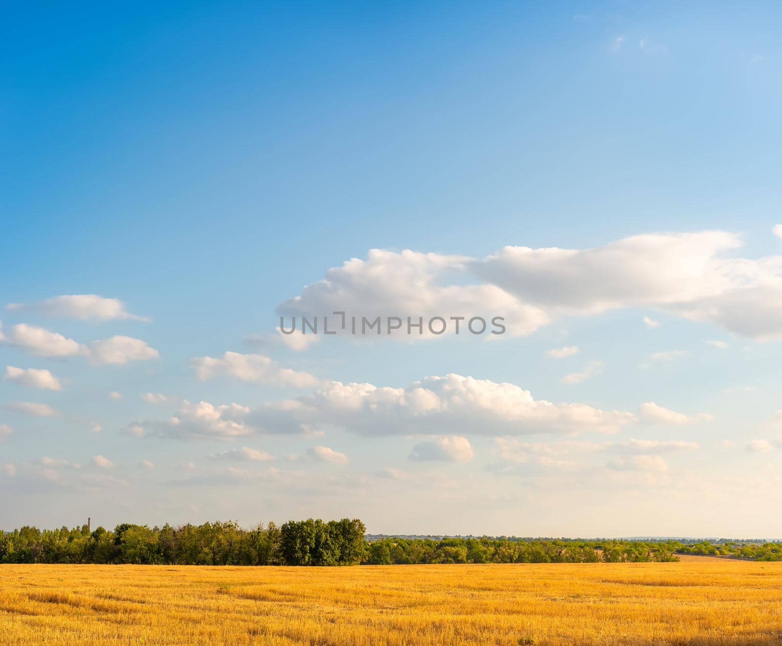 Mowed field of wheat at sunset in summer