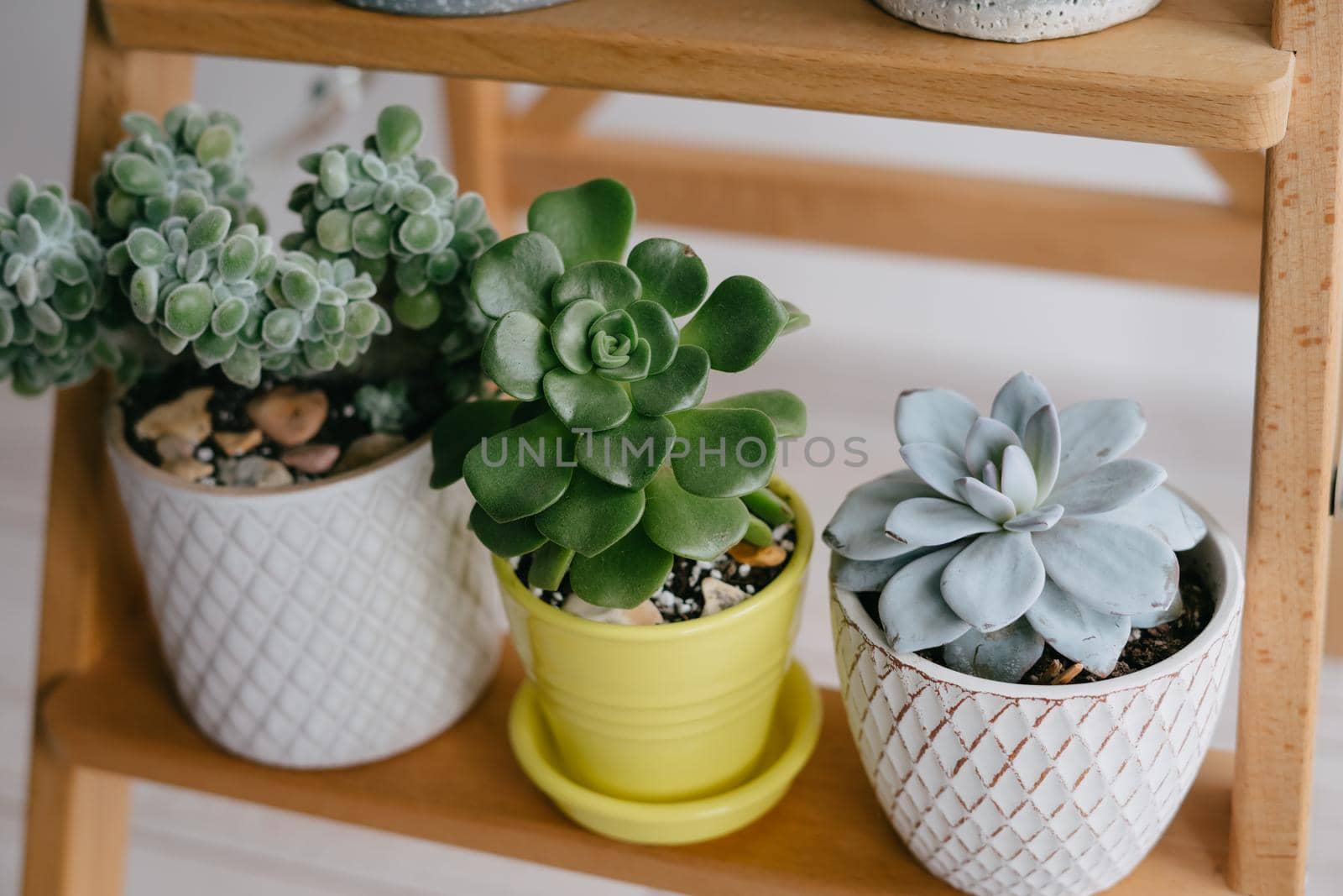 Many indoor plants stand on a wooden shelf. Beautiful succulents. Three plants in yellow and gray pots. A beautiful succulent in a ceramic pot. Houseplants.