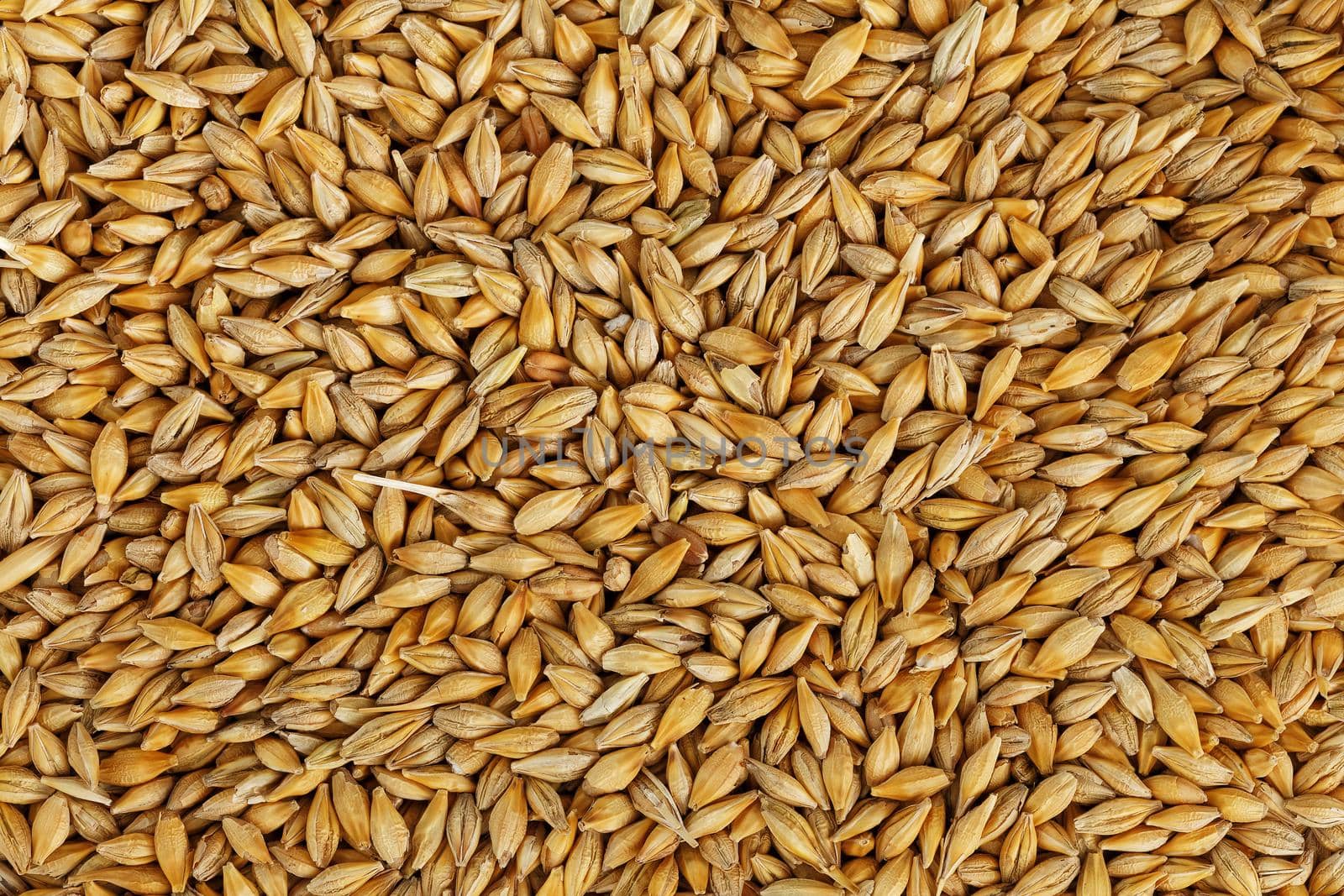 A pile of pearl barley grains, vegetarian food, golden seeds