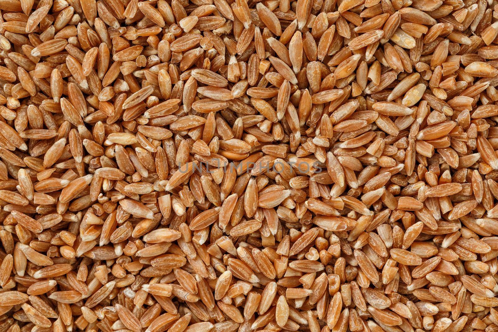 Natural background of a grain of cereal seeds, close-up. vegetarian food.