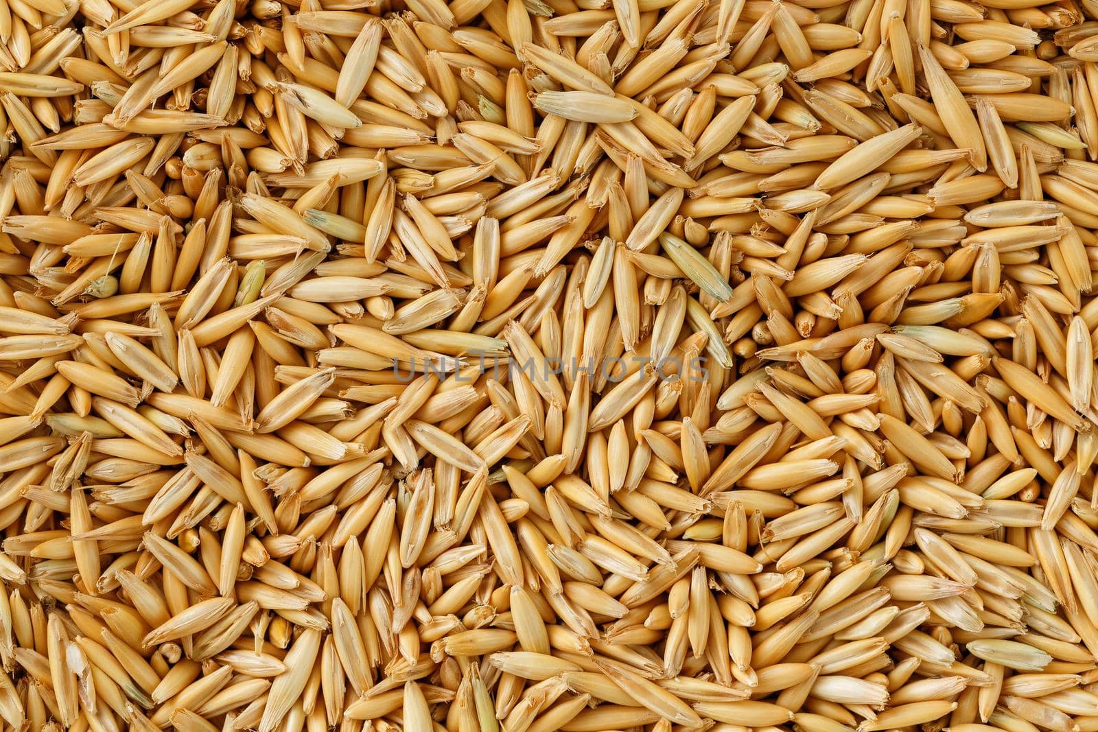 natural oat grains background, closeup, vegetarian food