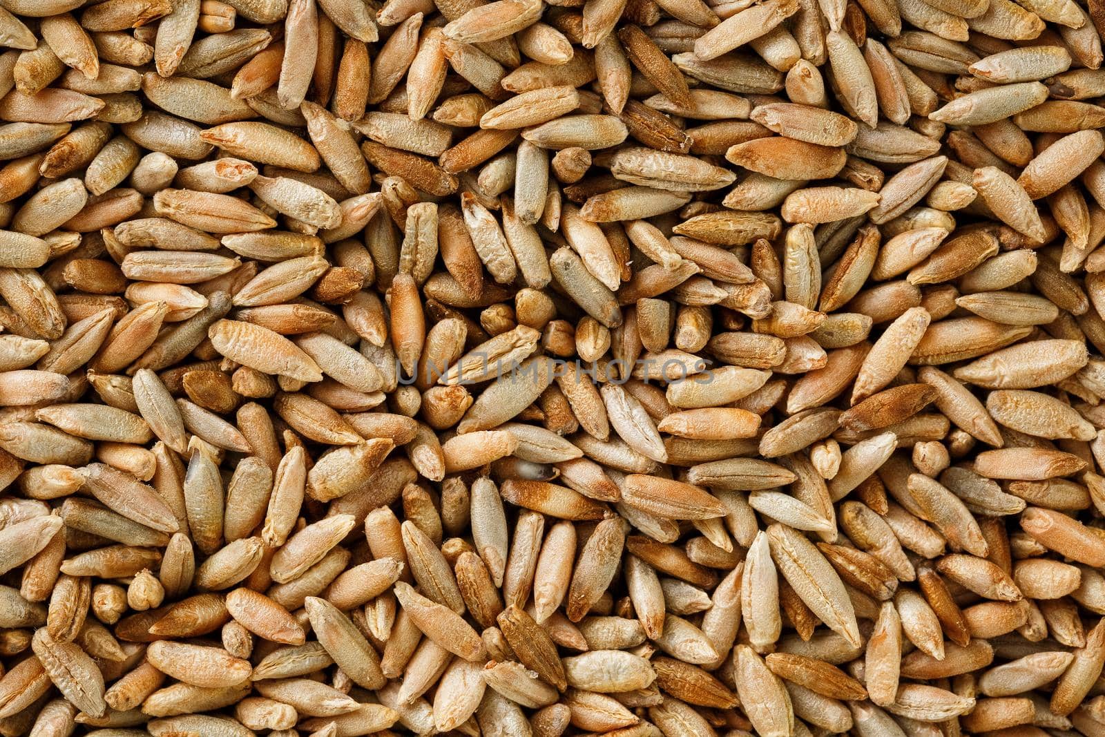 Natural oat grains background, closeup. vegetarian food by AlexGrec