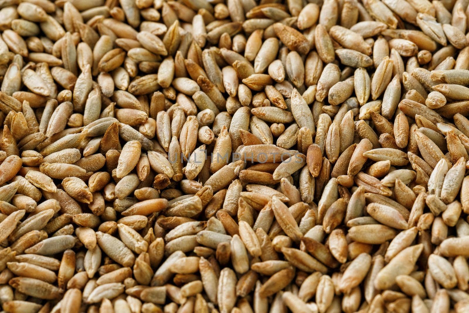 Natural oat grains background, closeup. vegetarian food by AlexGrec