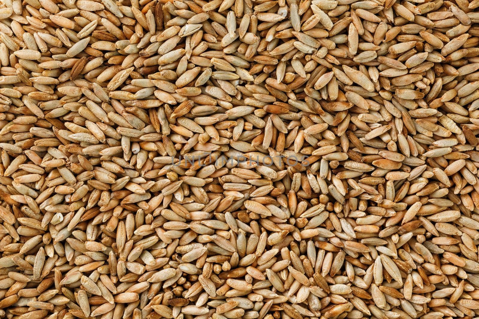 Natural oat grains background, closeup, vegetarian food