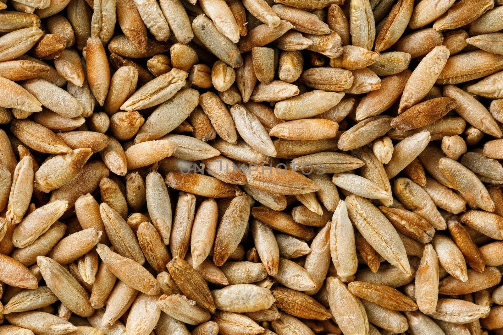 Natural oat grains background, closeup, vegetarian food