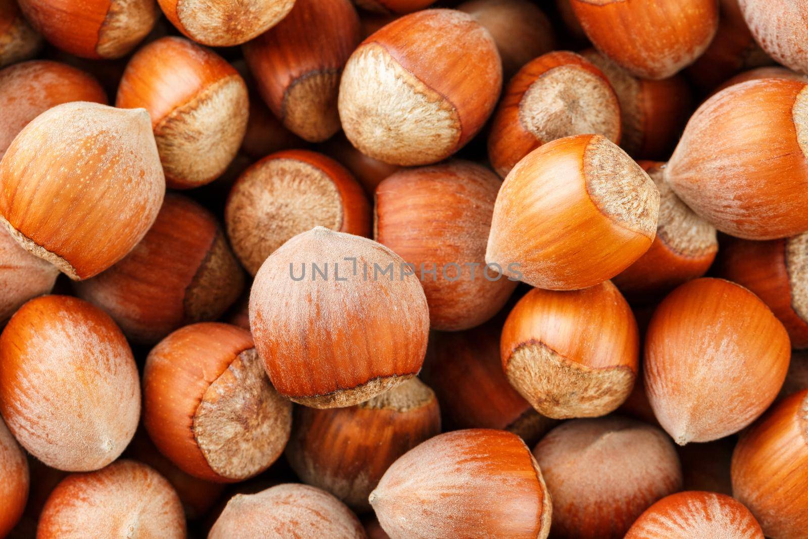 Dried unshelled hazelnuts seeds of Whole nuts as background. Hazelnuts. Stack of hazelnuts. Food background. Hazelnut background. Hazelnuts in shells background