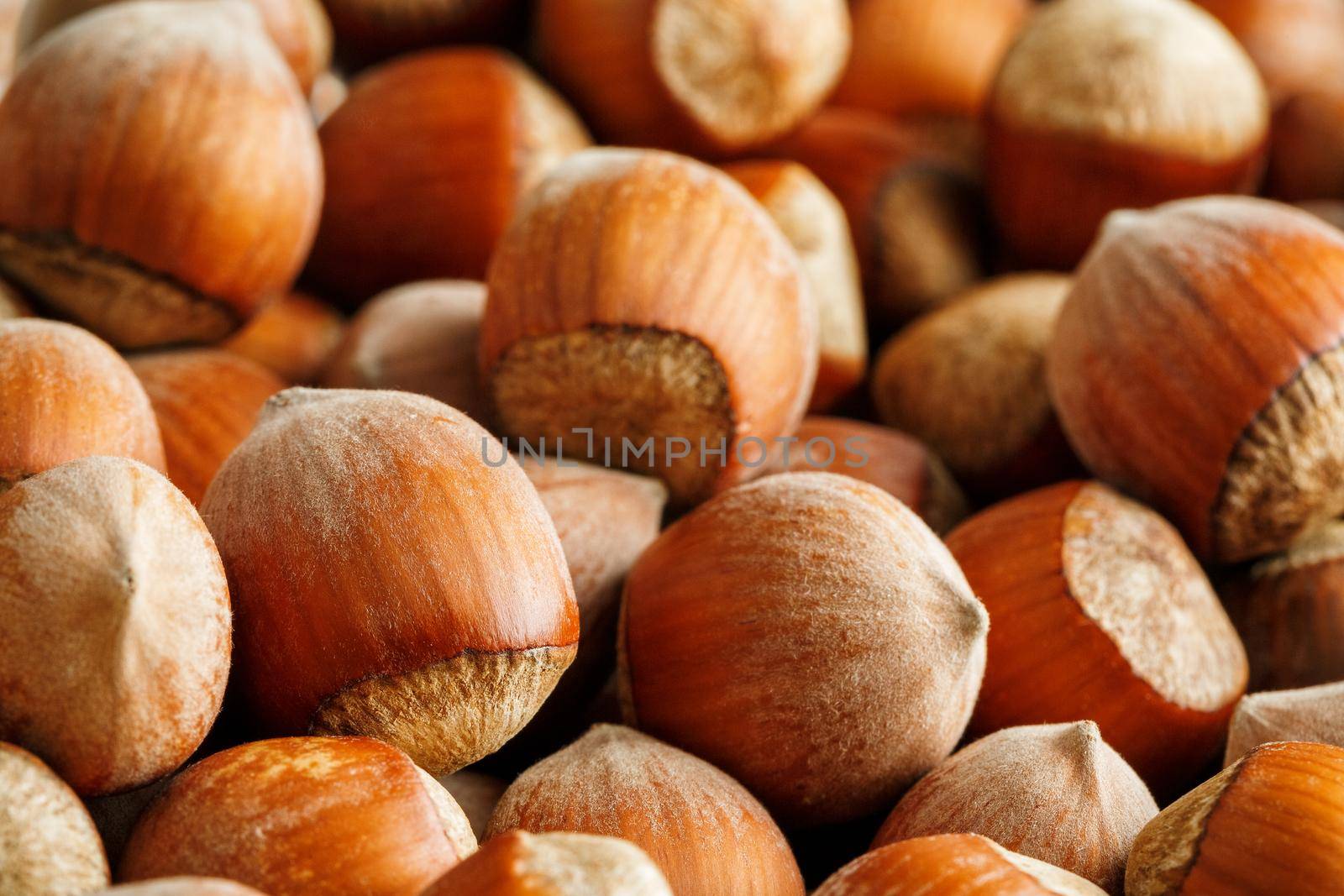 Dried unshelled hazelnuts seeds of Whole nuts as background. Hazelnuts. Stack of hazelnuts. Food background. Hazelnut background. Hazelnuts in shells background