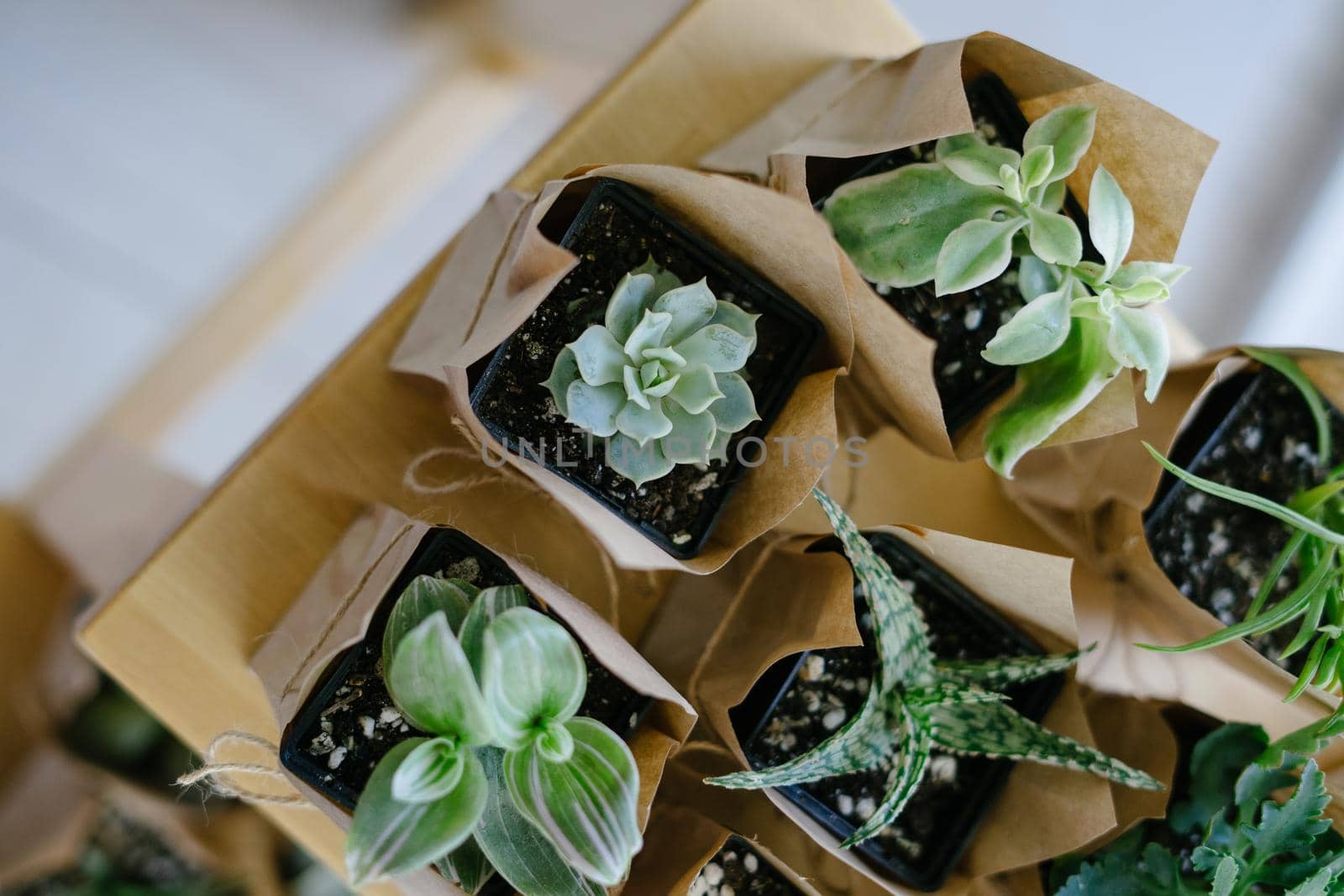 Succulents and cacti are packed in crafting bags and stand on a wooden shelf. Houseplant store. Eco friendly reusable eco bag and succulents. Small plants at the flower shop.