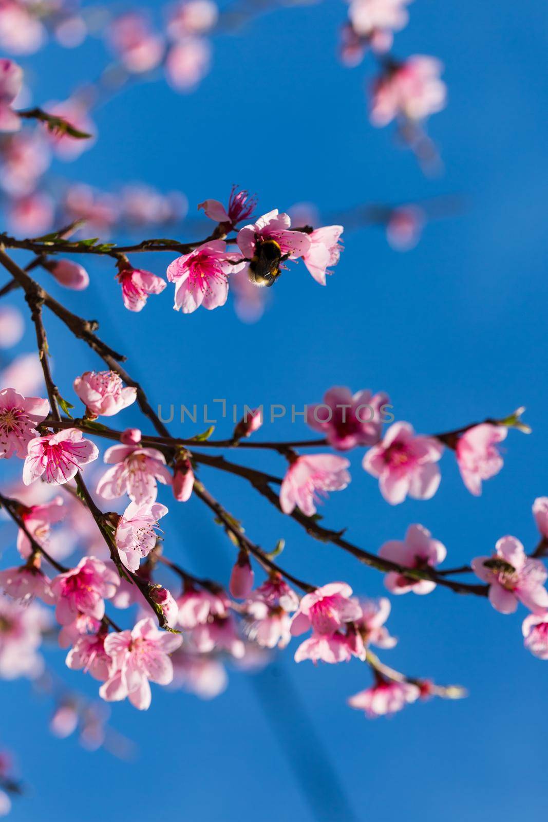 Colorful scene of tender sakura blossom against blue sky.