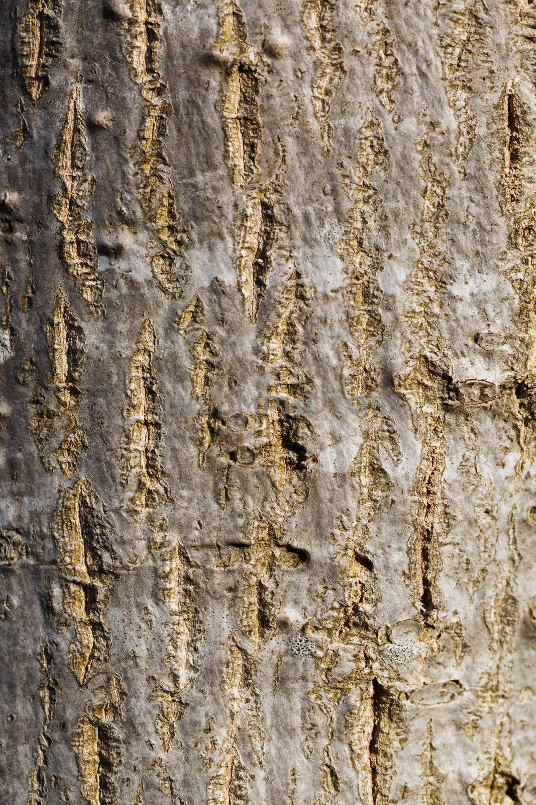 Bark of a tree, trunk, texture vertical