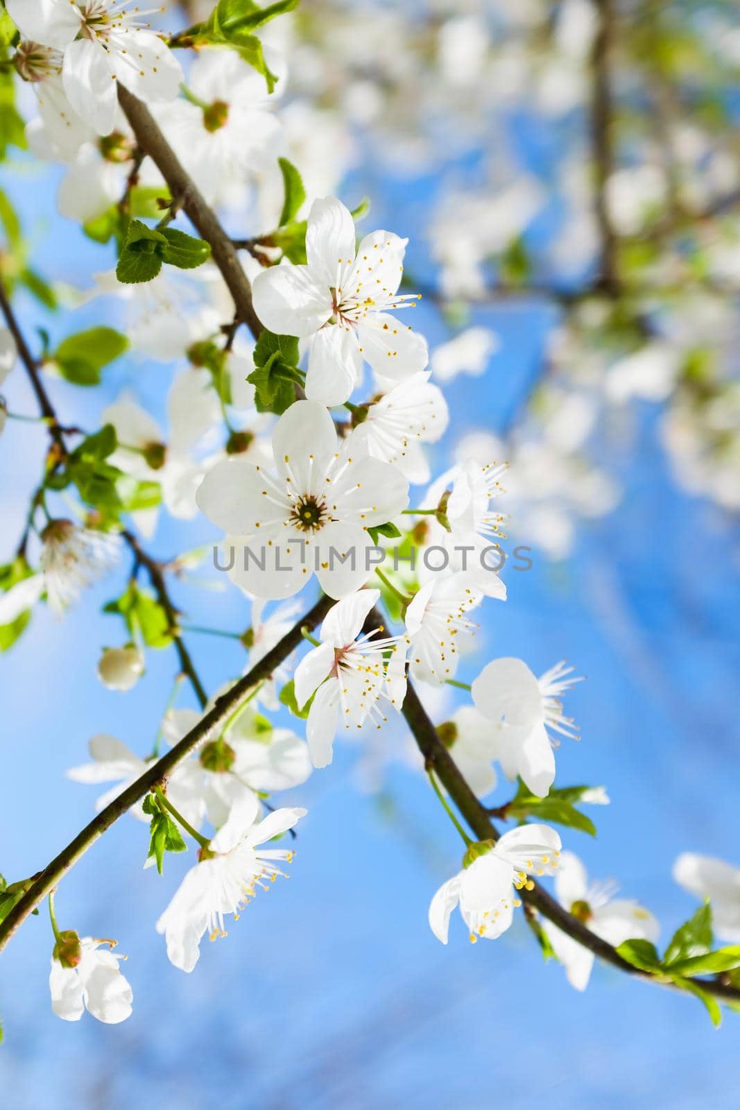 spring white blossom against blue sky, flower, fresh