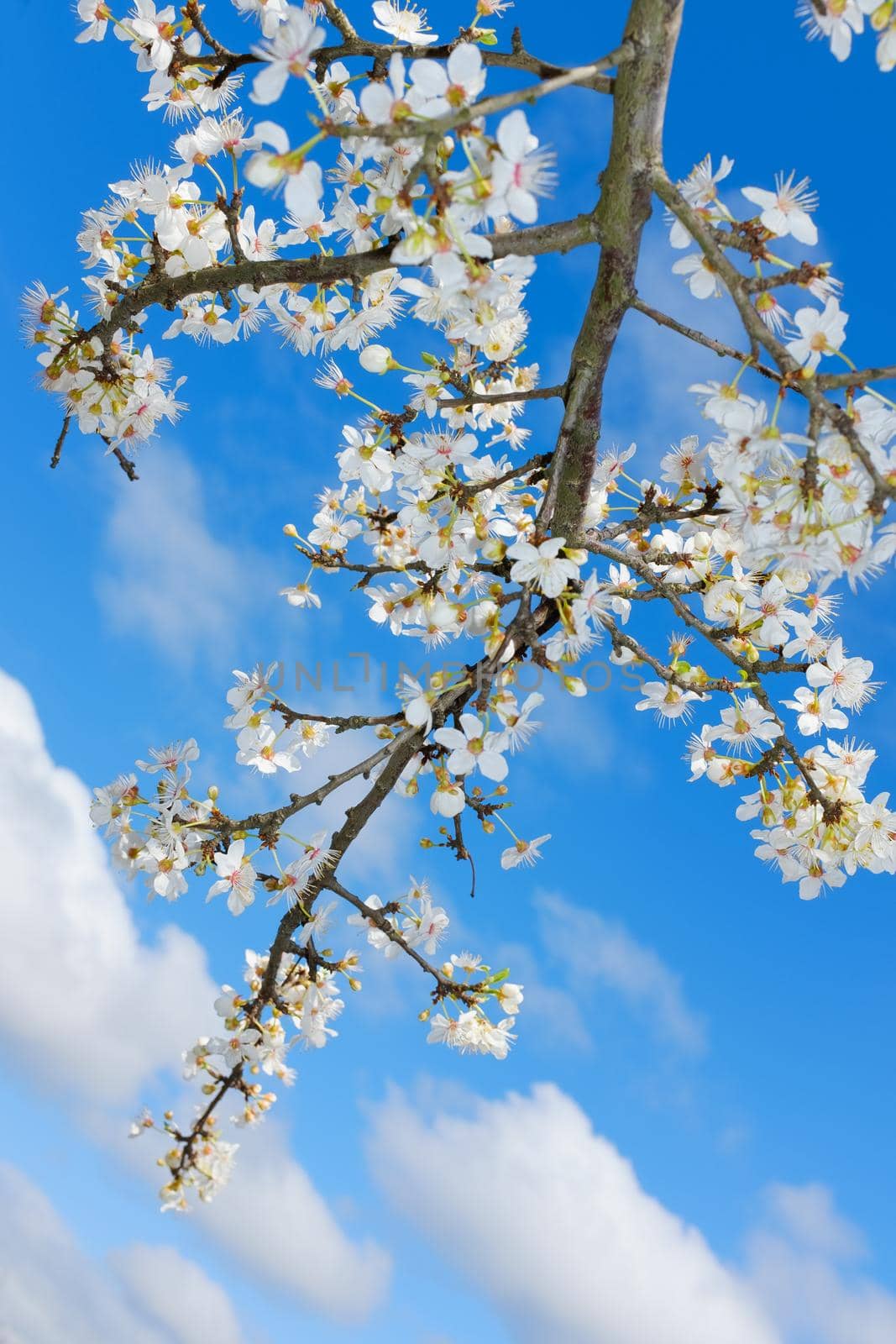 spring white blossom against blue sky, flower, fresh