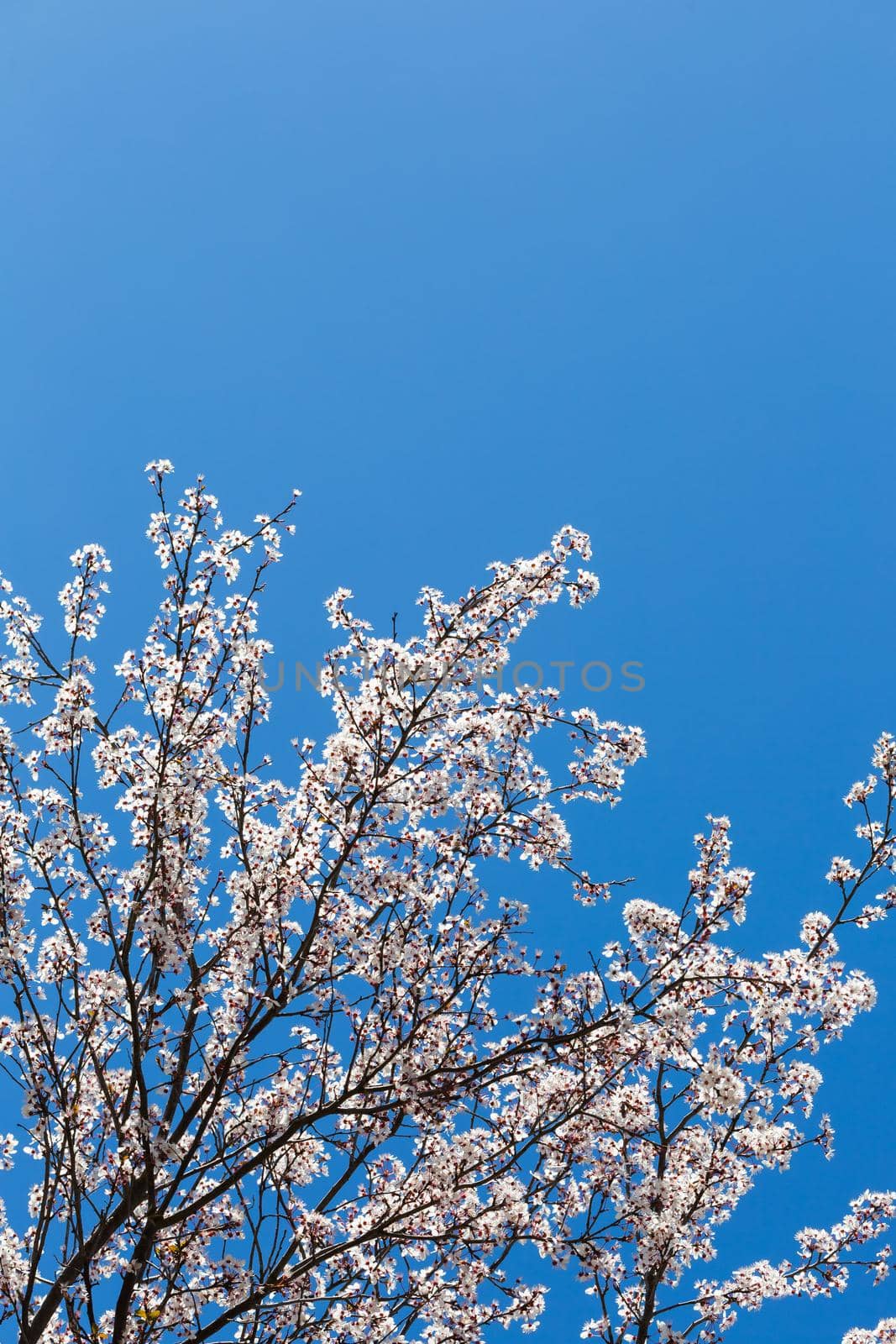 spring white blossom against blue sky, flower, fresh