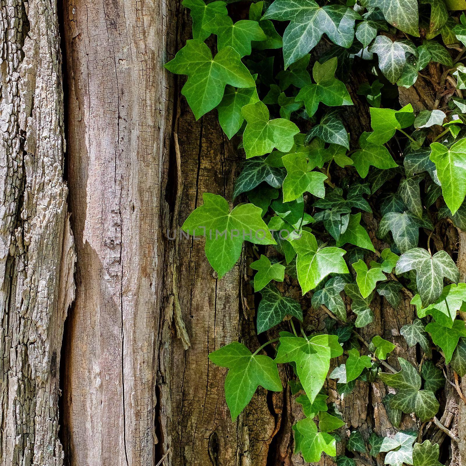 A trunk of a tree with ivy. Natural light